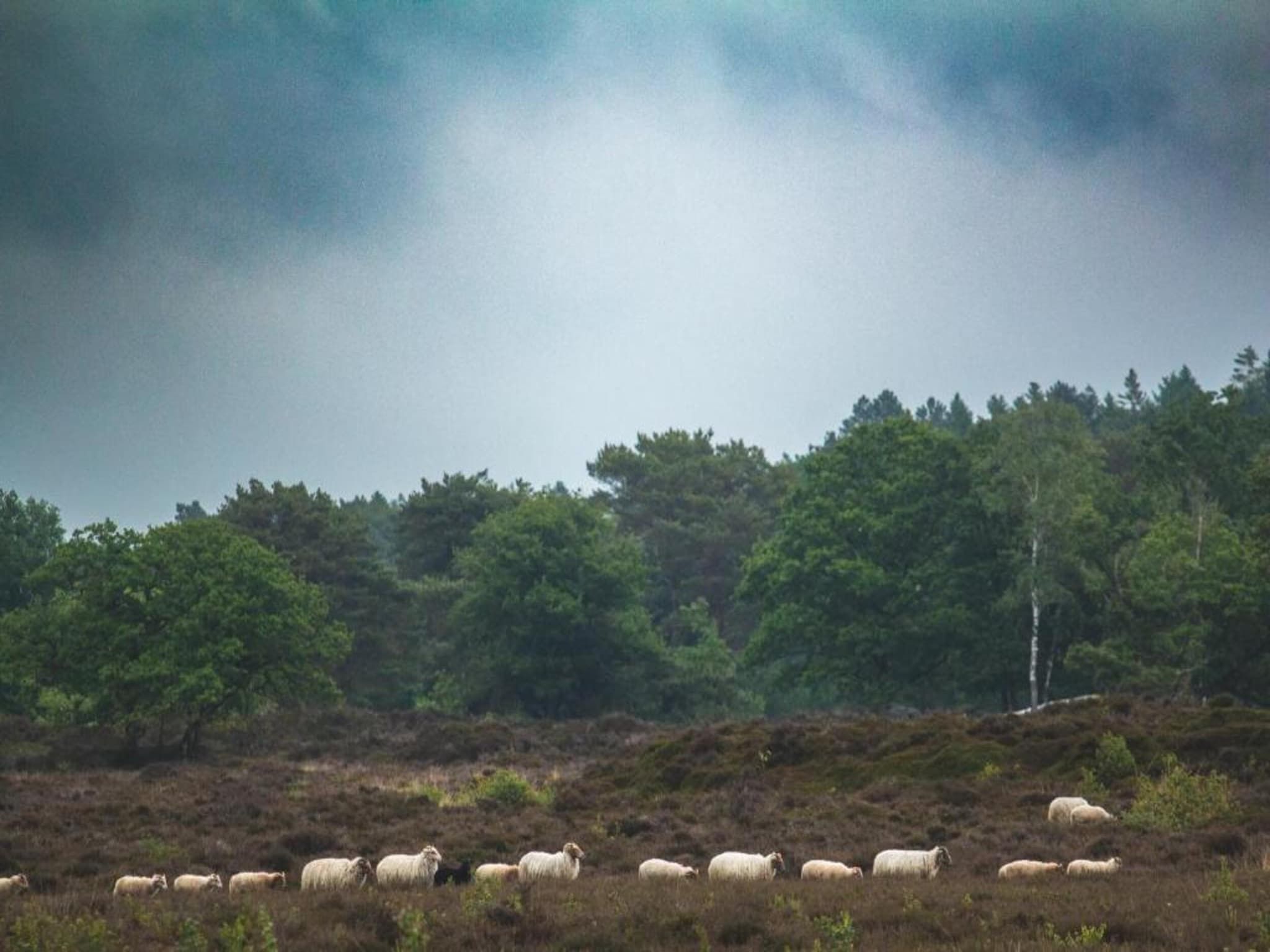 Singelhoeve in Fochteloo - Foto 23 van 40