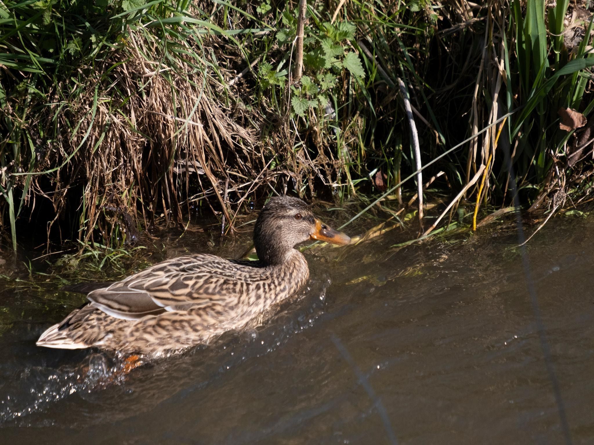 Meschermolen 10 in Mesch-Eijsden - Foto 27 van 40
