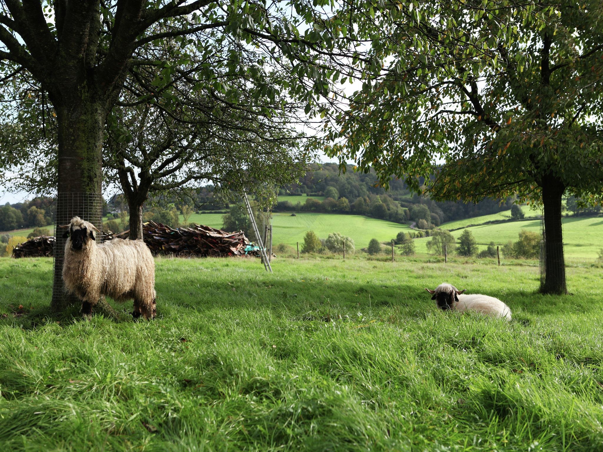 i gen Roemel in Epen - Foto 30 van 38