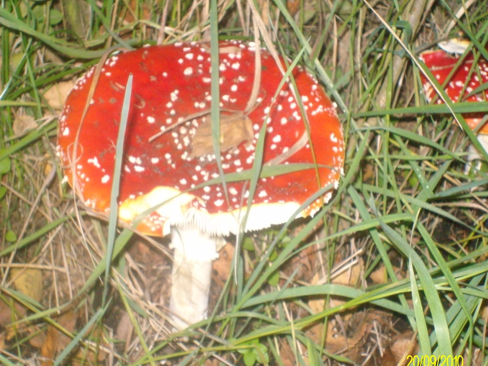 De tuin van Vakantiepark Horsetellerie 1 in Hardenberg (rheezerveen)