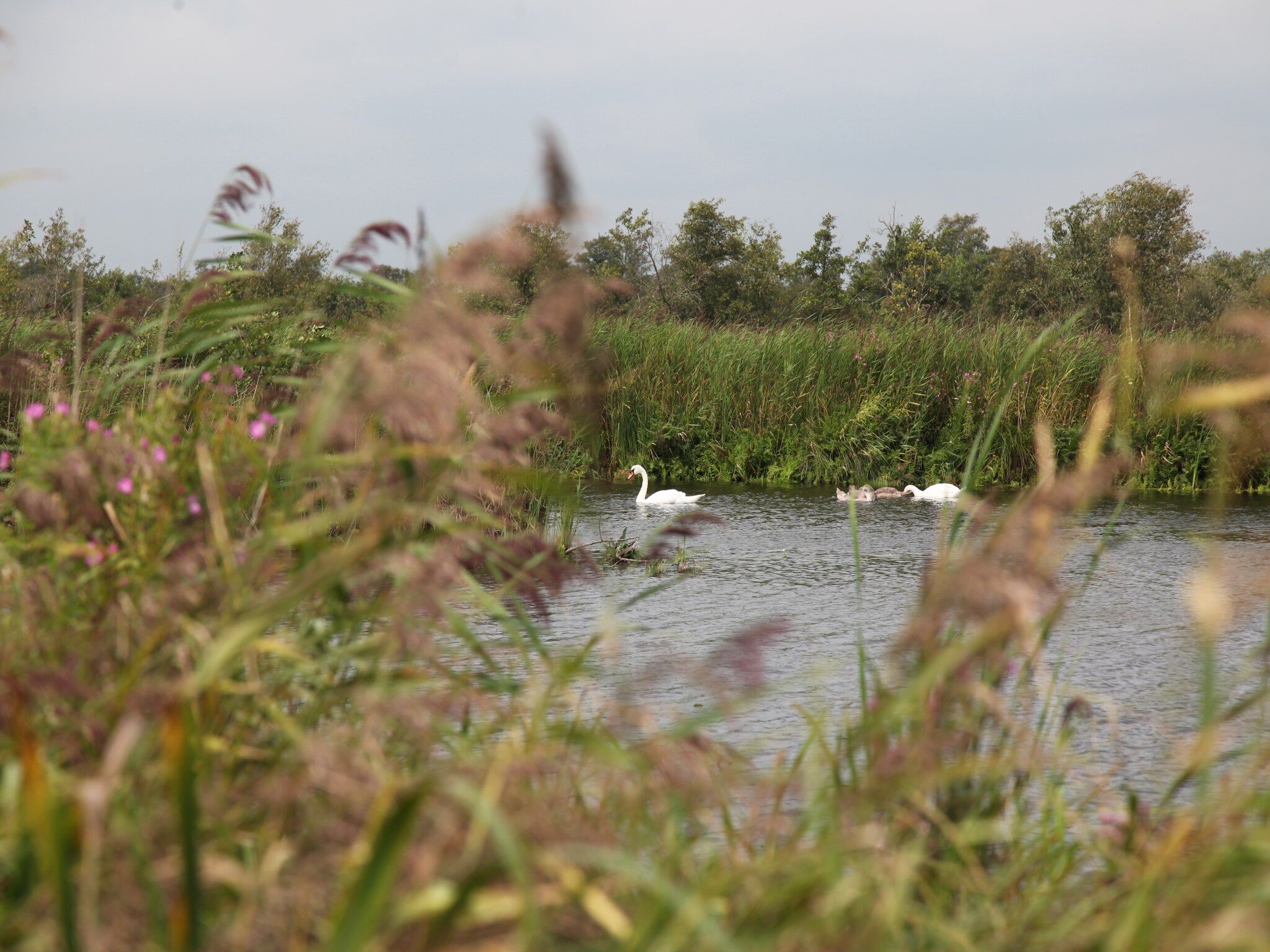 Waterpark Belterwiede 3 in Wanneperveen - Foto 27 van 40