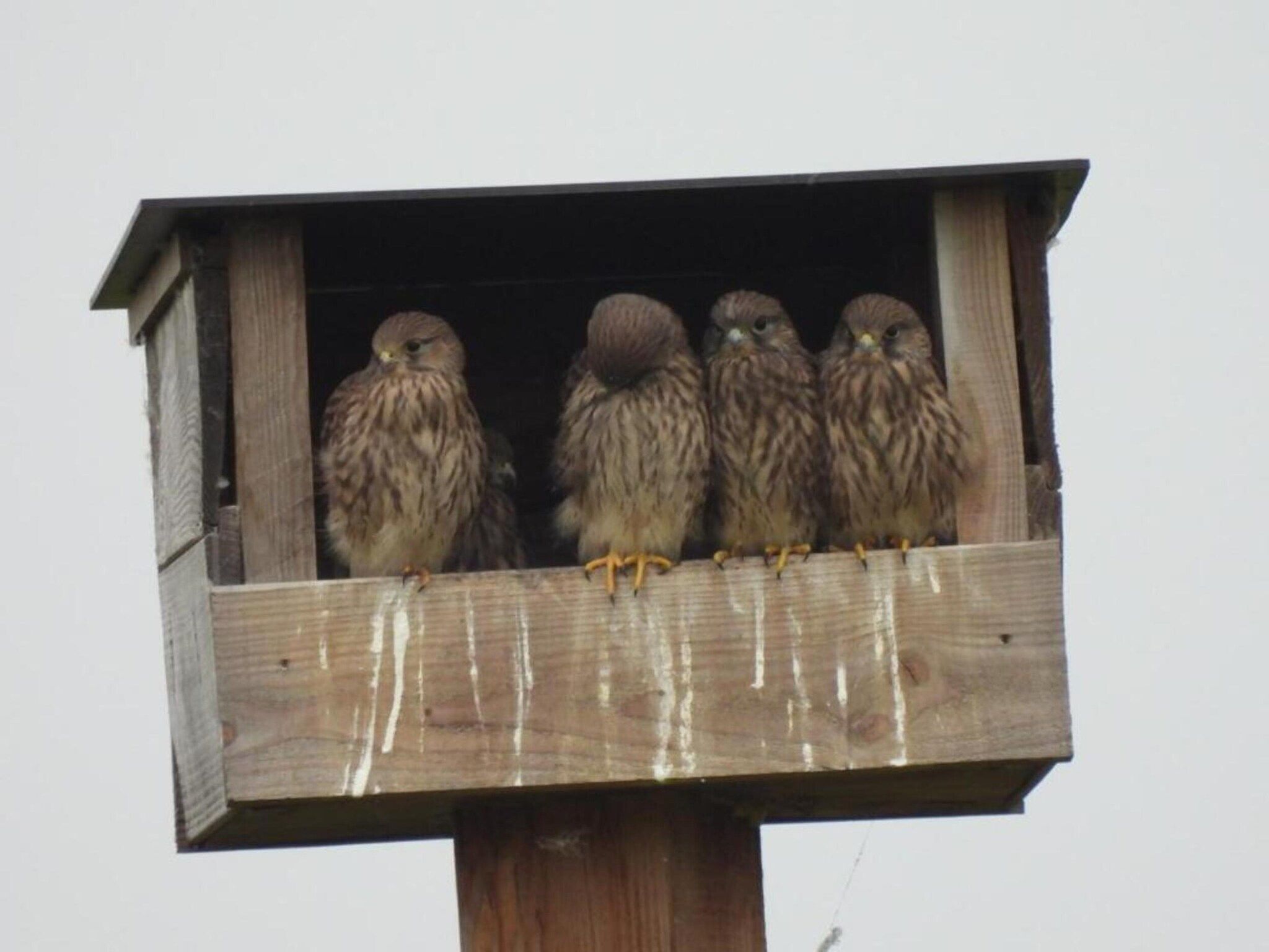 Sfeerbeeld van Het Schafthuis in Valkenswaard