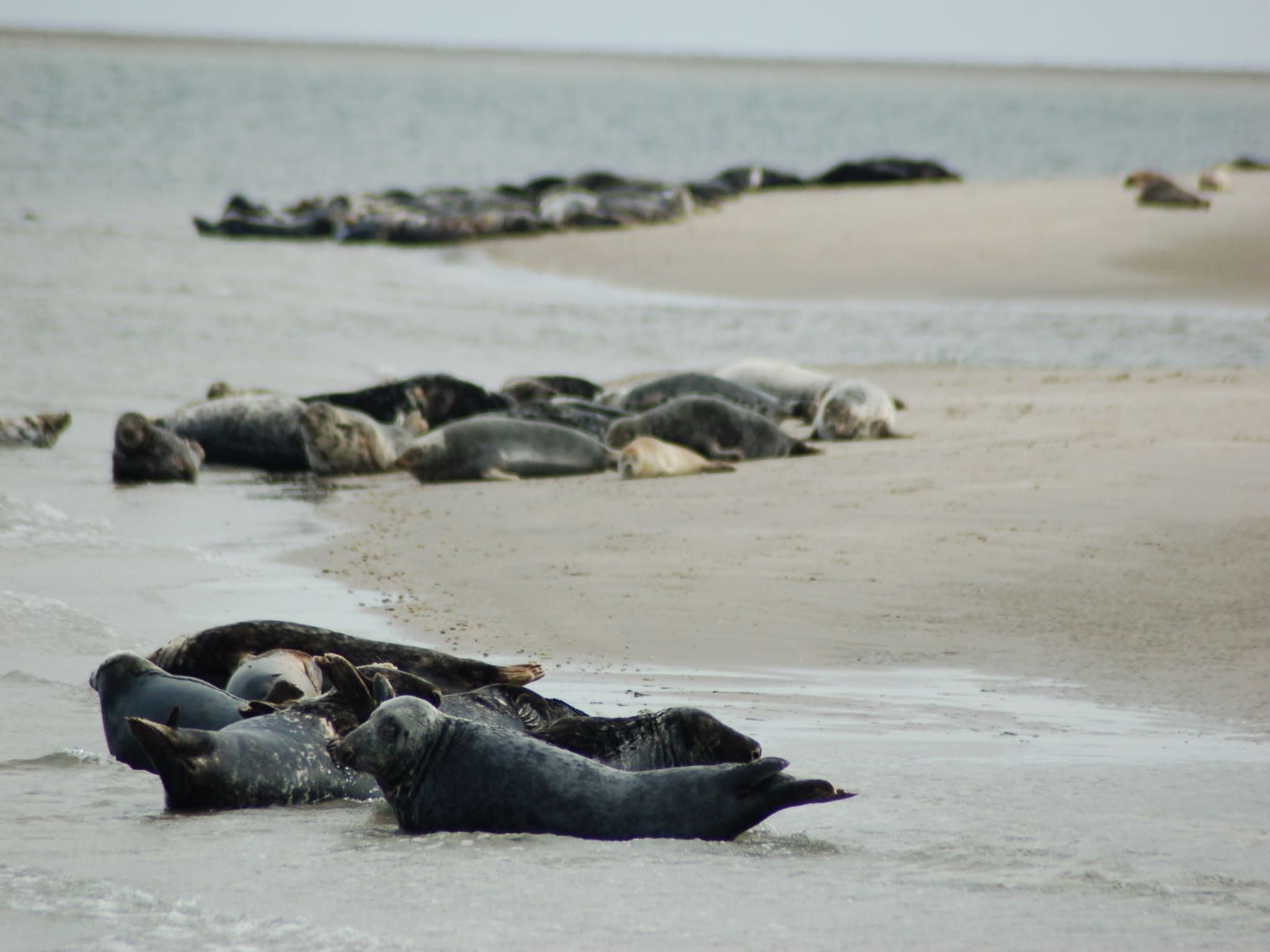 Bosch en Zee 4 in De Koog Texel - Foto 15 van 38
