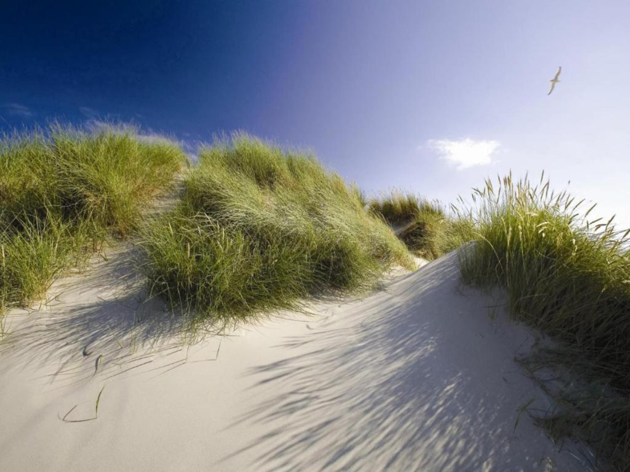 Bosch en Zee 4 in De Koog Texel - Foto 30 van 38