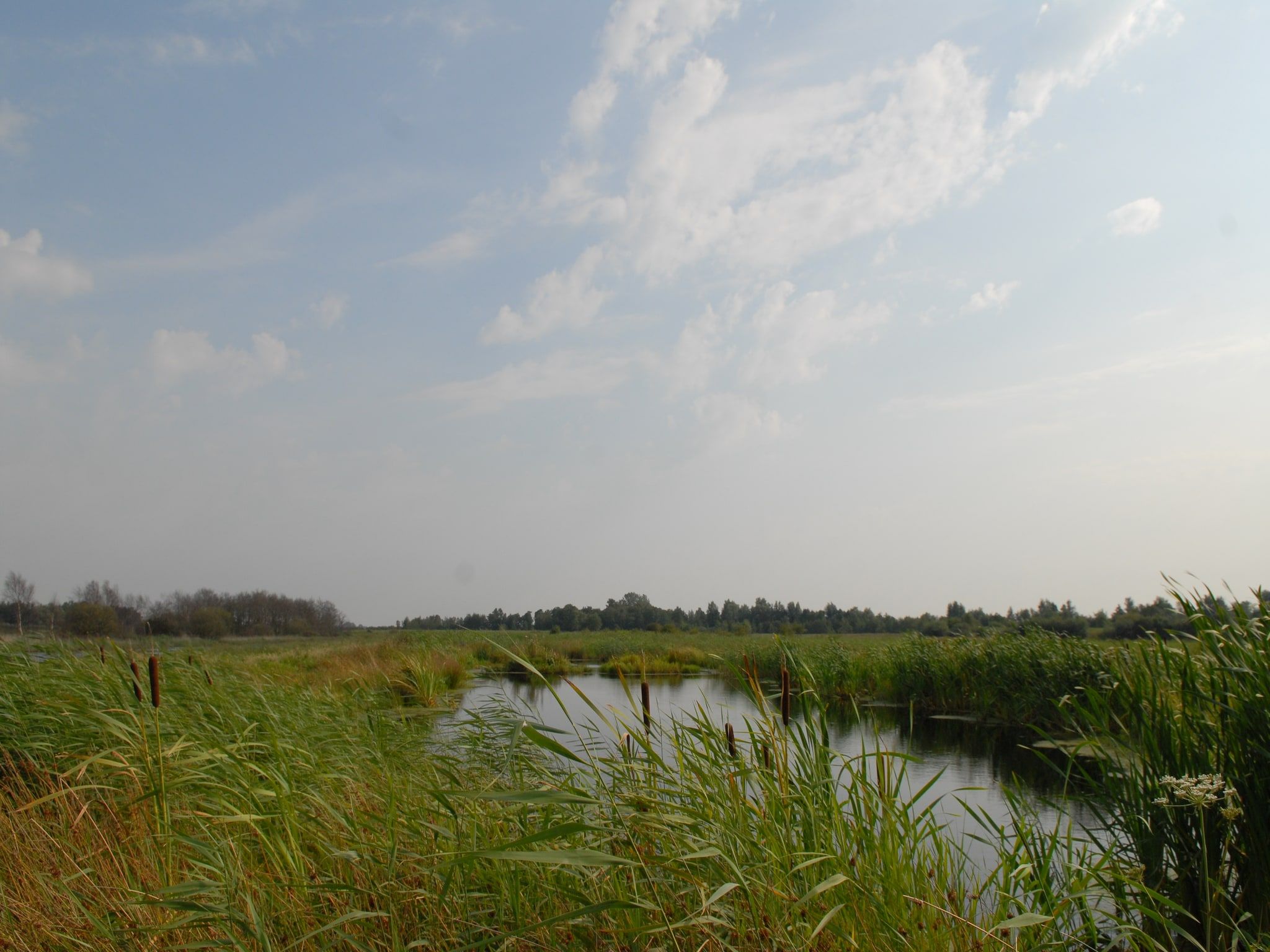 De omgeving van Buitenplaats It Wiid in Eernewoud