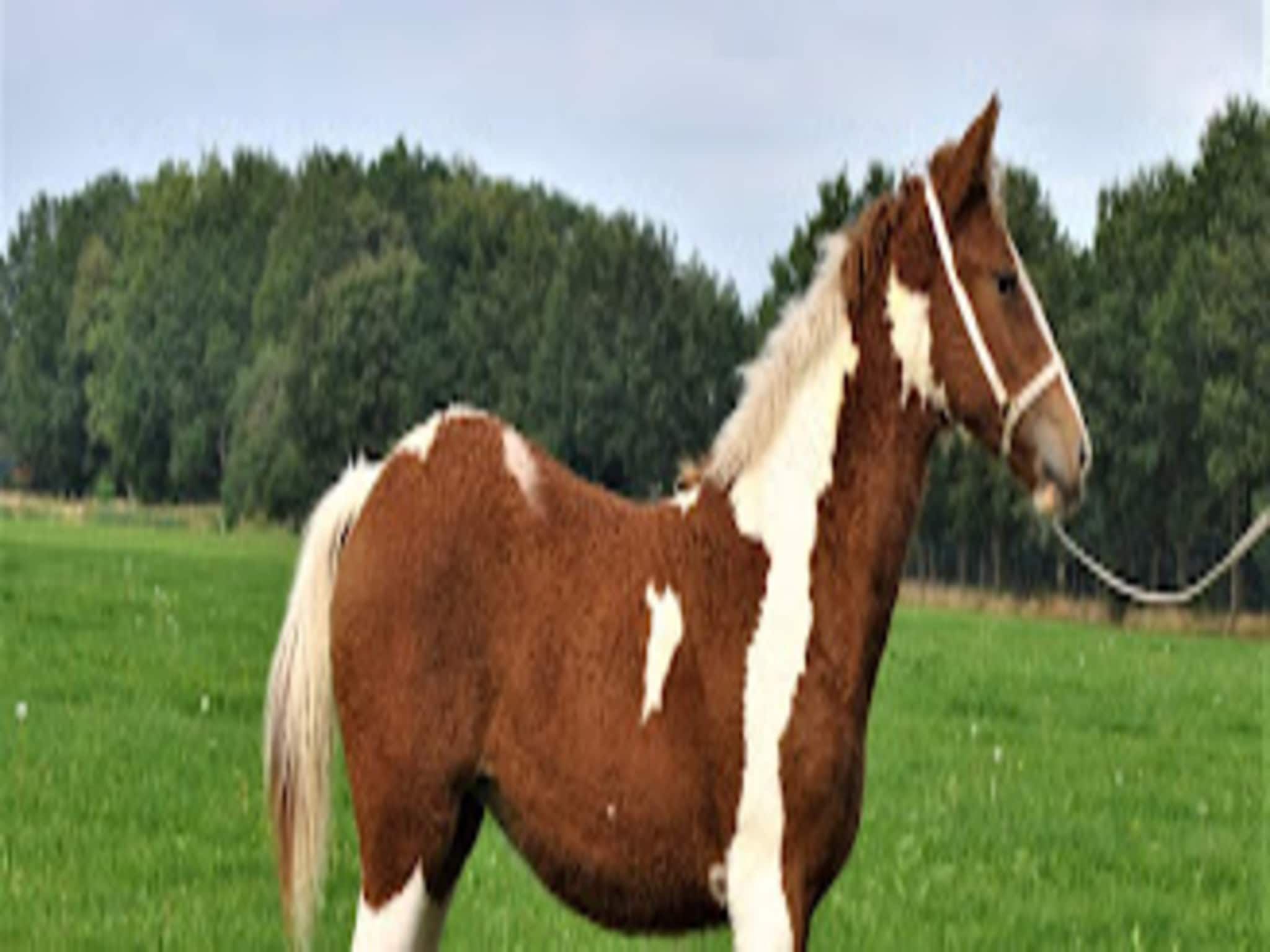 Sfeerbeeld van Marke van Ruinen 1 in Ruinen