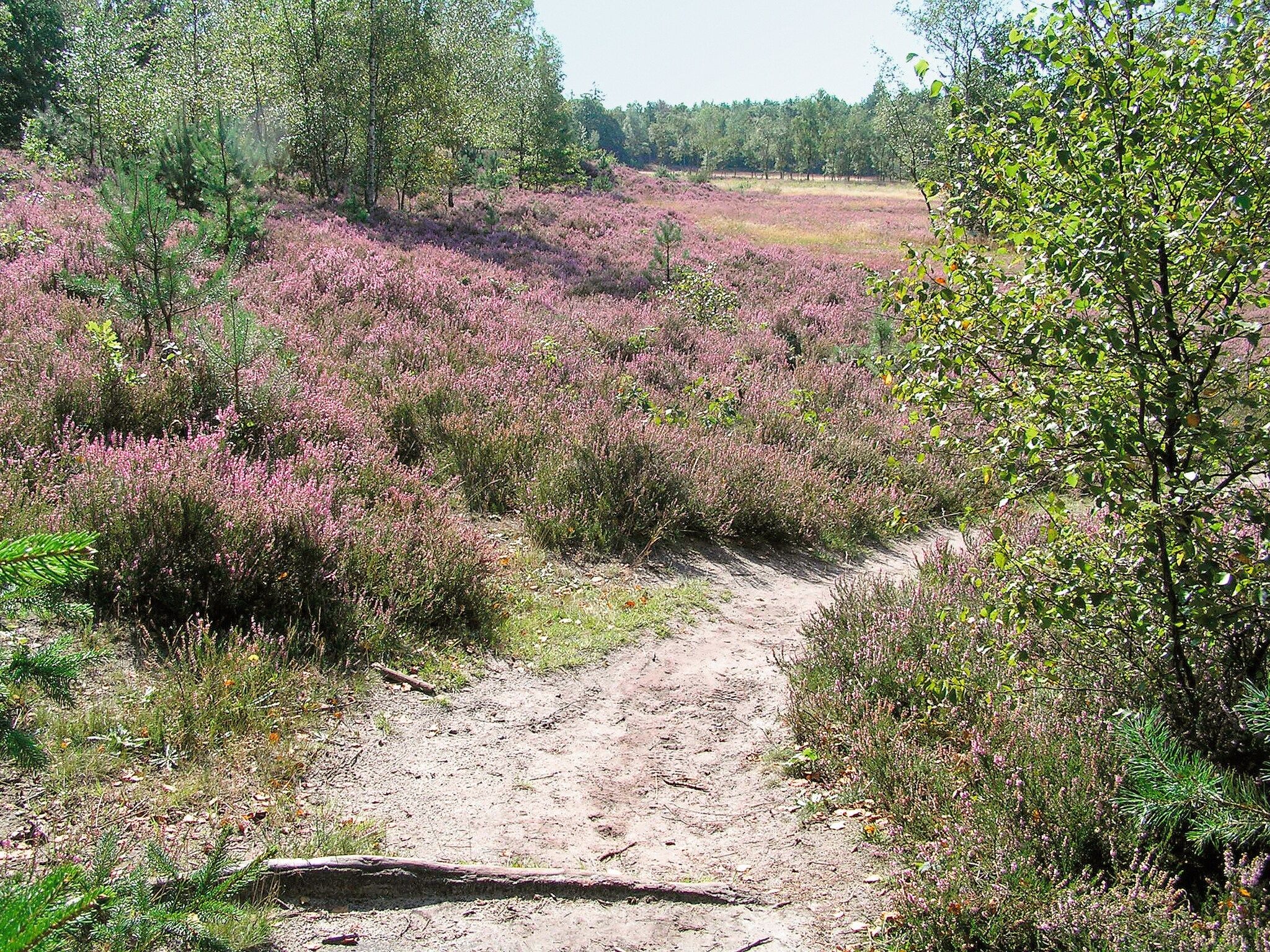De omgeving van Het Drentse Wold 6 in Hoogersmilde