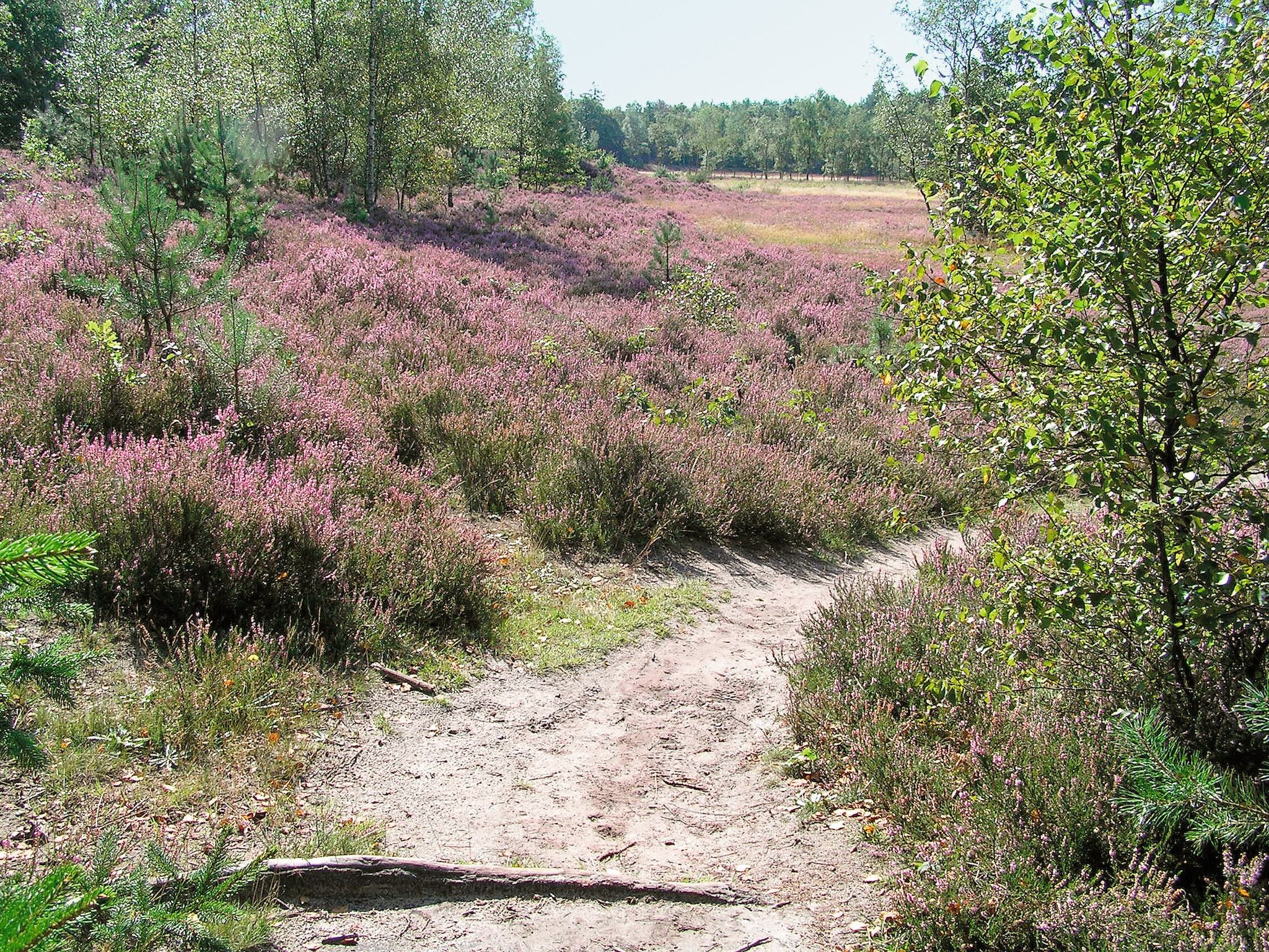 De omgeving van Het Drentse Wold 1 in Hoogersmilde