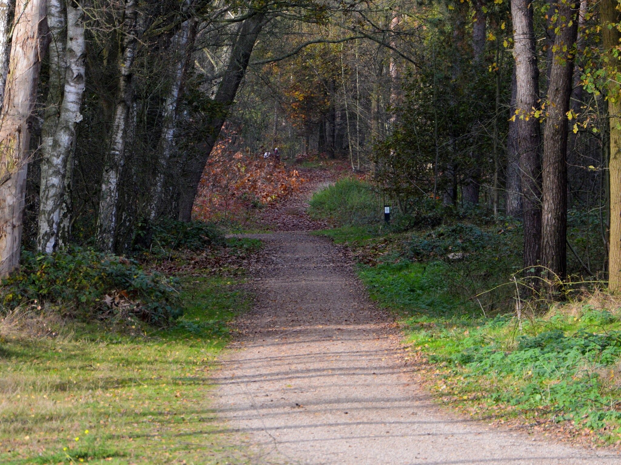 De omgeving van Tuinvilla 2-4 persoons in Heel