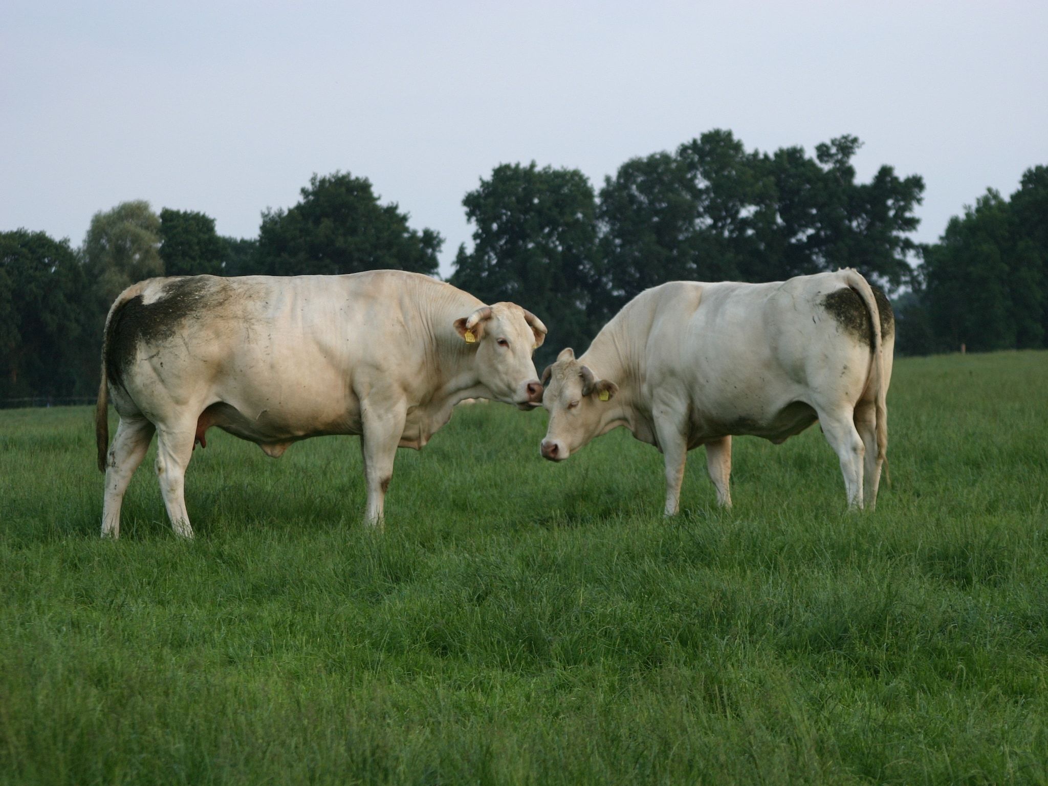 De omgeving van Chaletpark Kuiperberg 7 in Ootmarsum