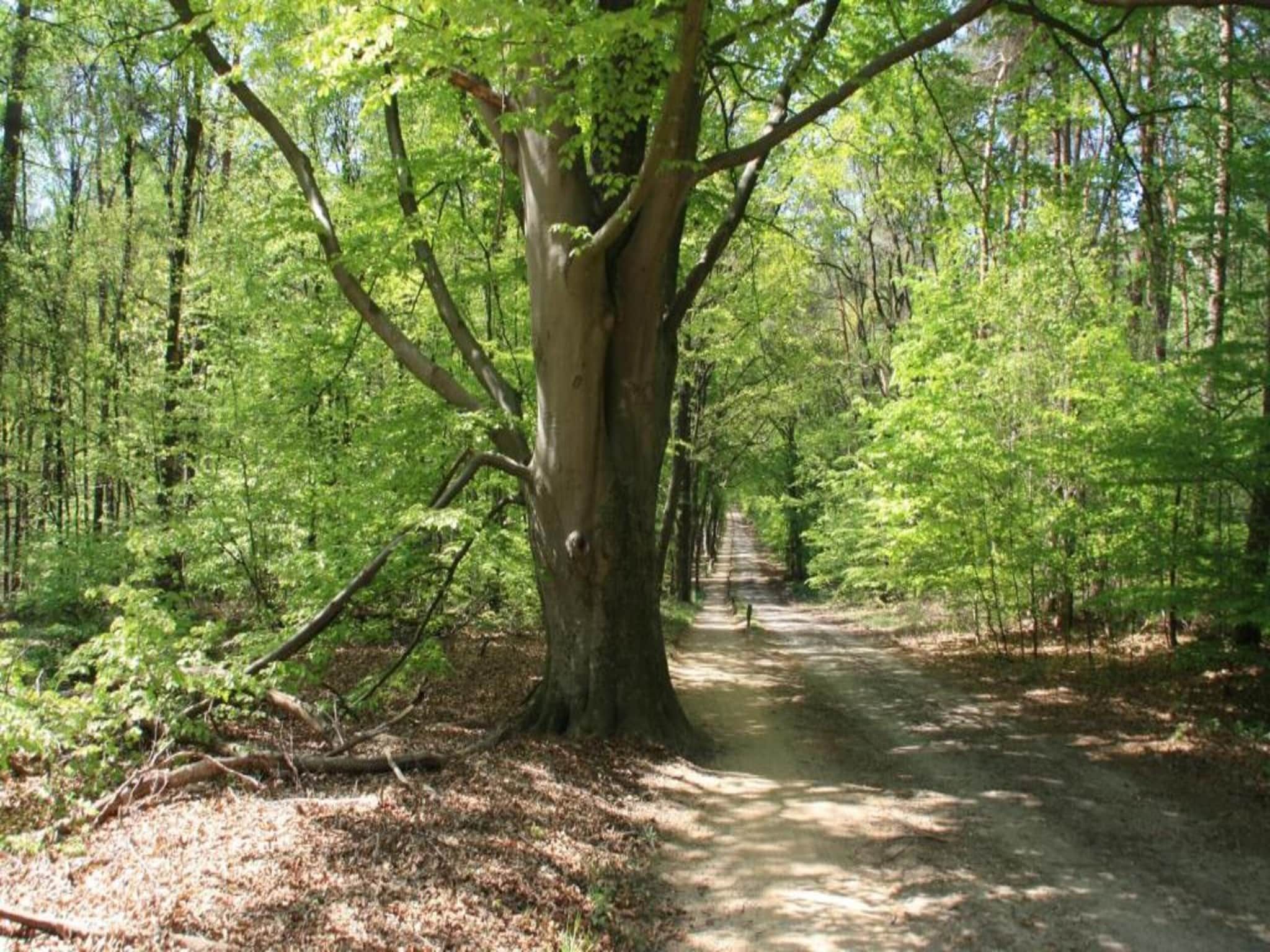 De omgeving van Chaletpark Kuiperberg 1 in Ootmarsum