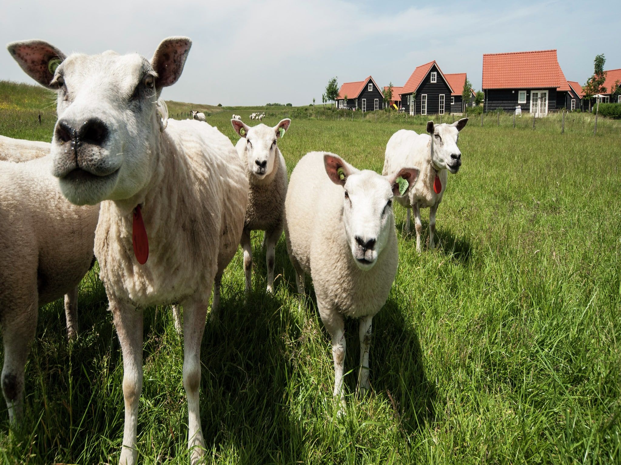 Recreatiepark de Stelhoeve 3 in Wemeldinge - Foto 18 van 40