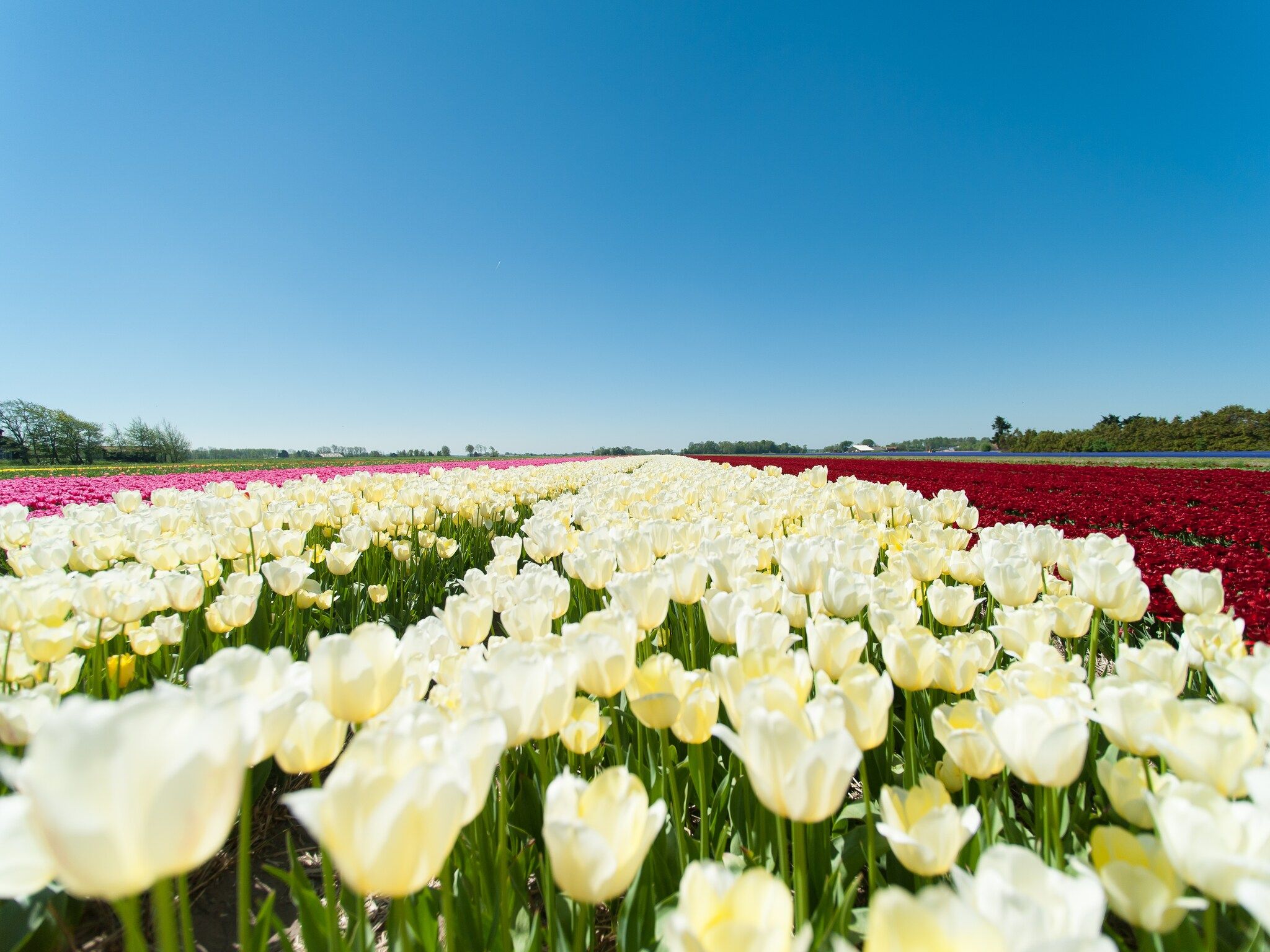 De omgeving van Het Roefje in Bergen