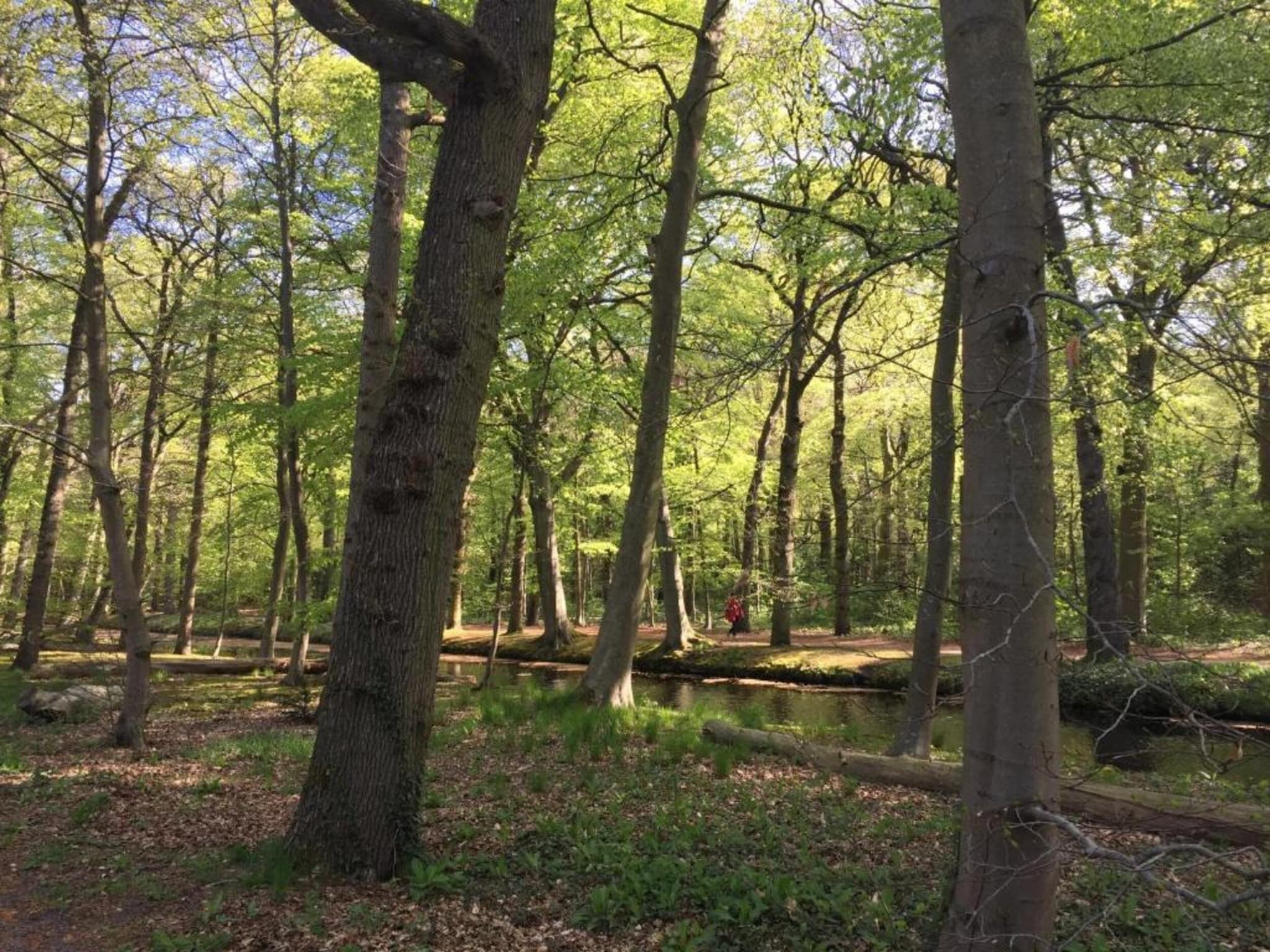 Het Roefje in Bergen - Foto 27 van 36