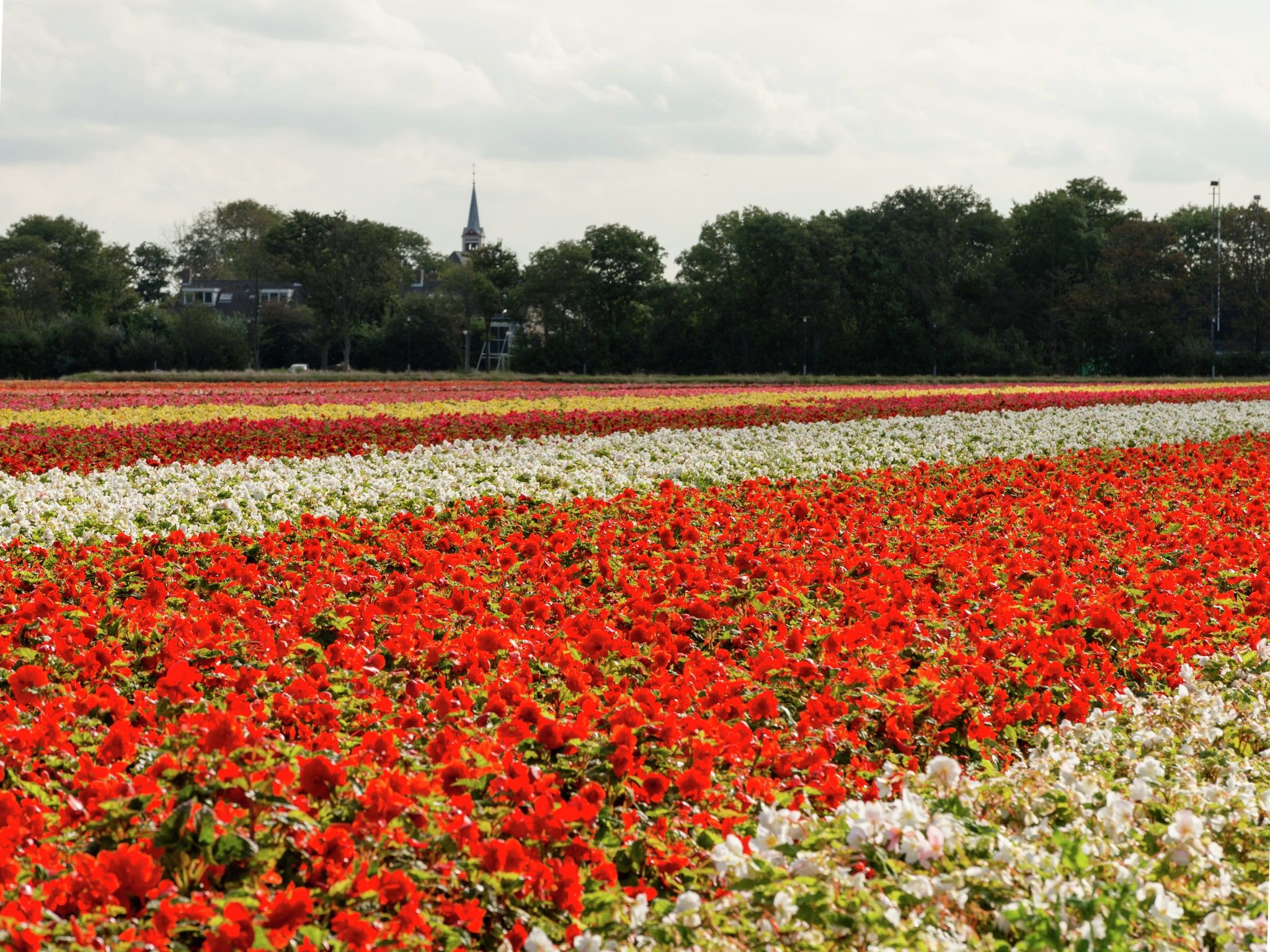 Harrekidee in Sint Maartensbrug - Foto 16 van 29