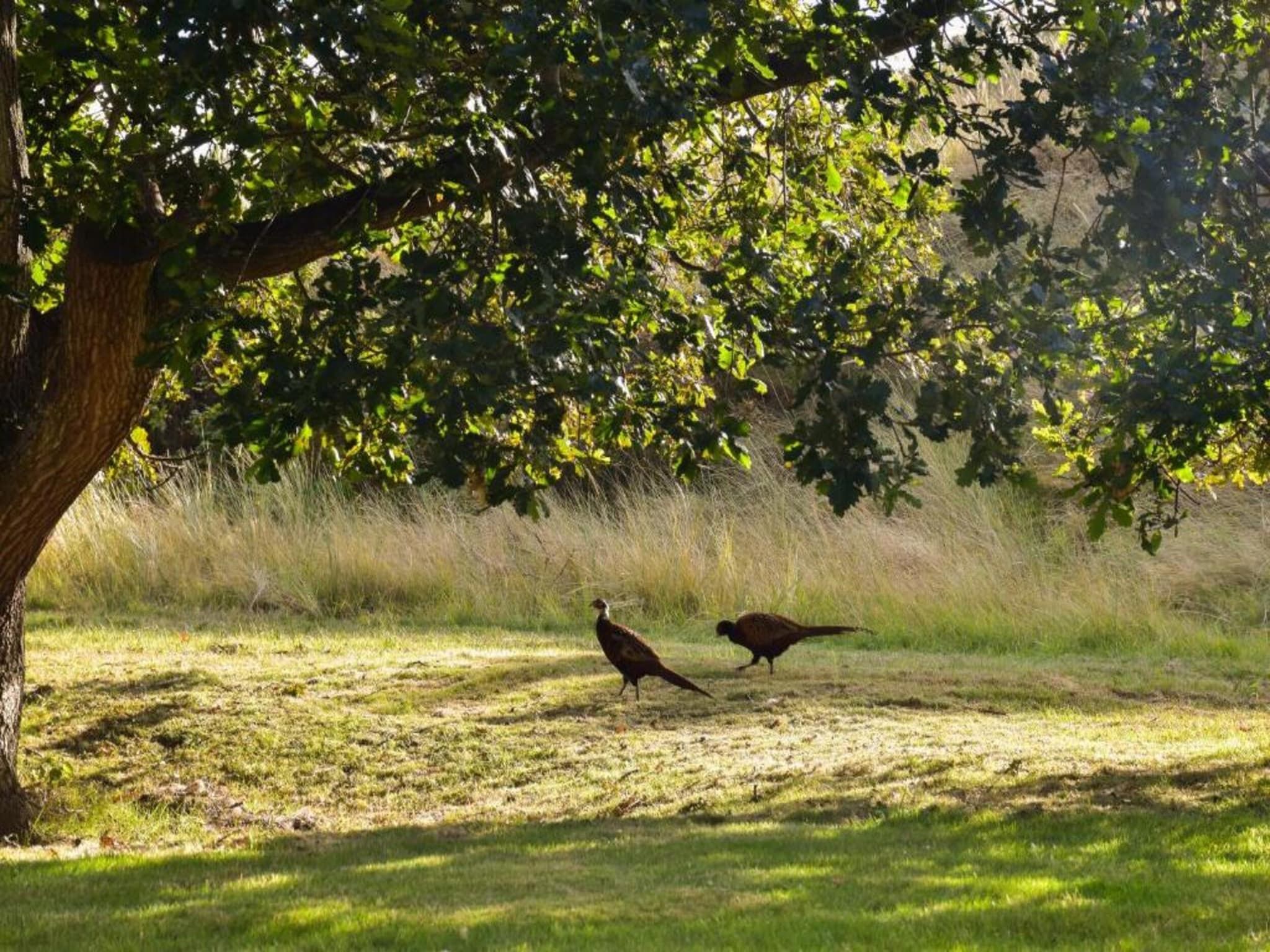 Anno 1711 in Nes-Ameland - Foto 21 van 36