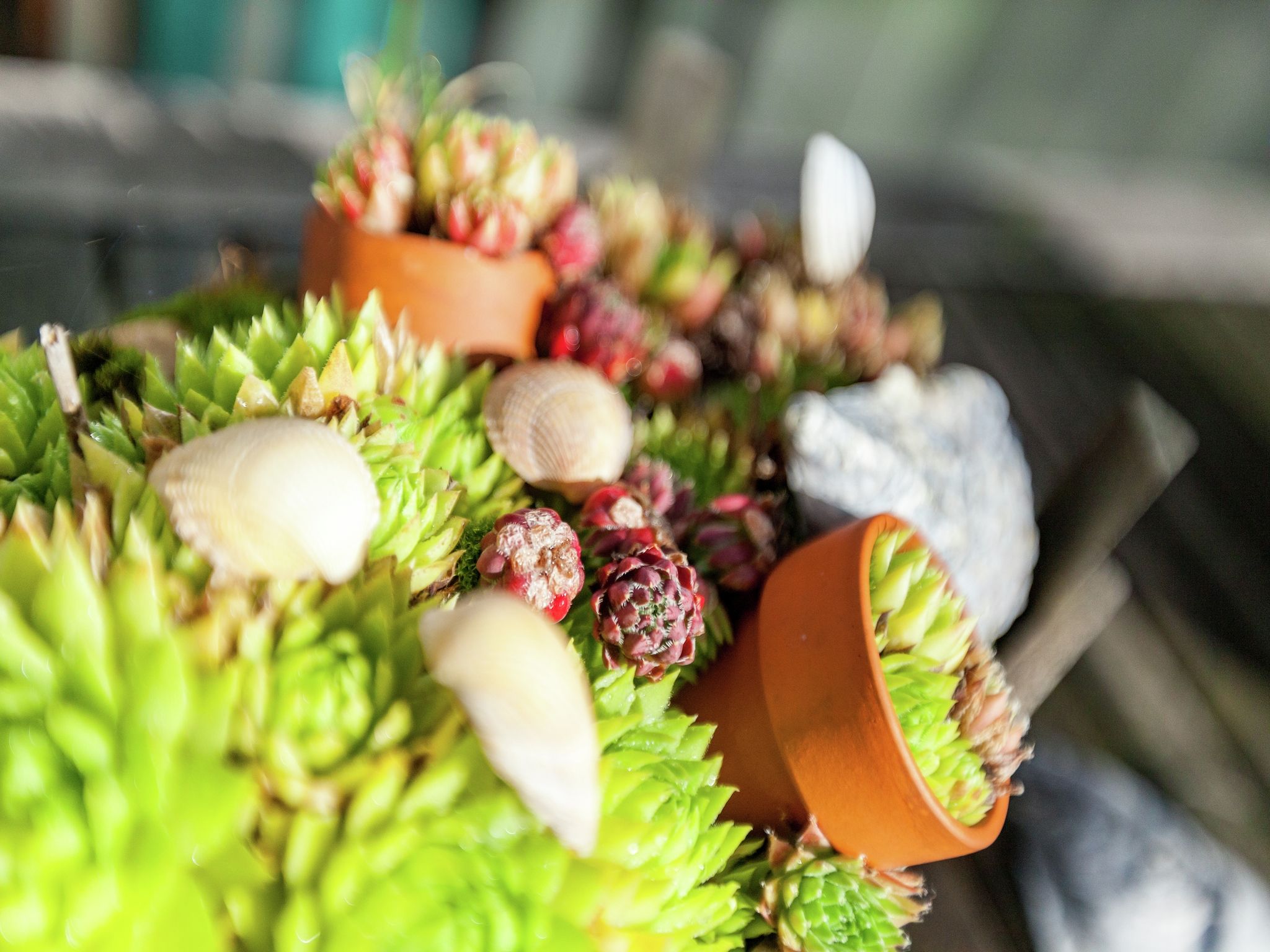 Sfeerbeeld van Zeeroos in Koudekerke-Dishoek