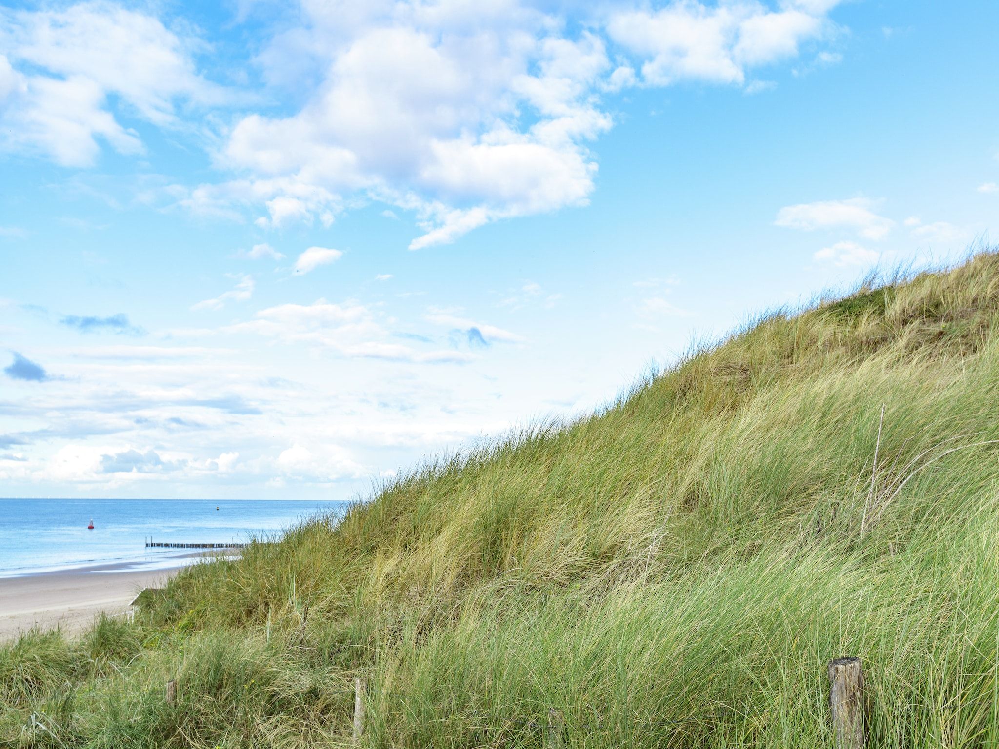 Zeeroos in Koudekerke-Dishoek - Foto 29 van 34