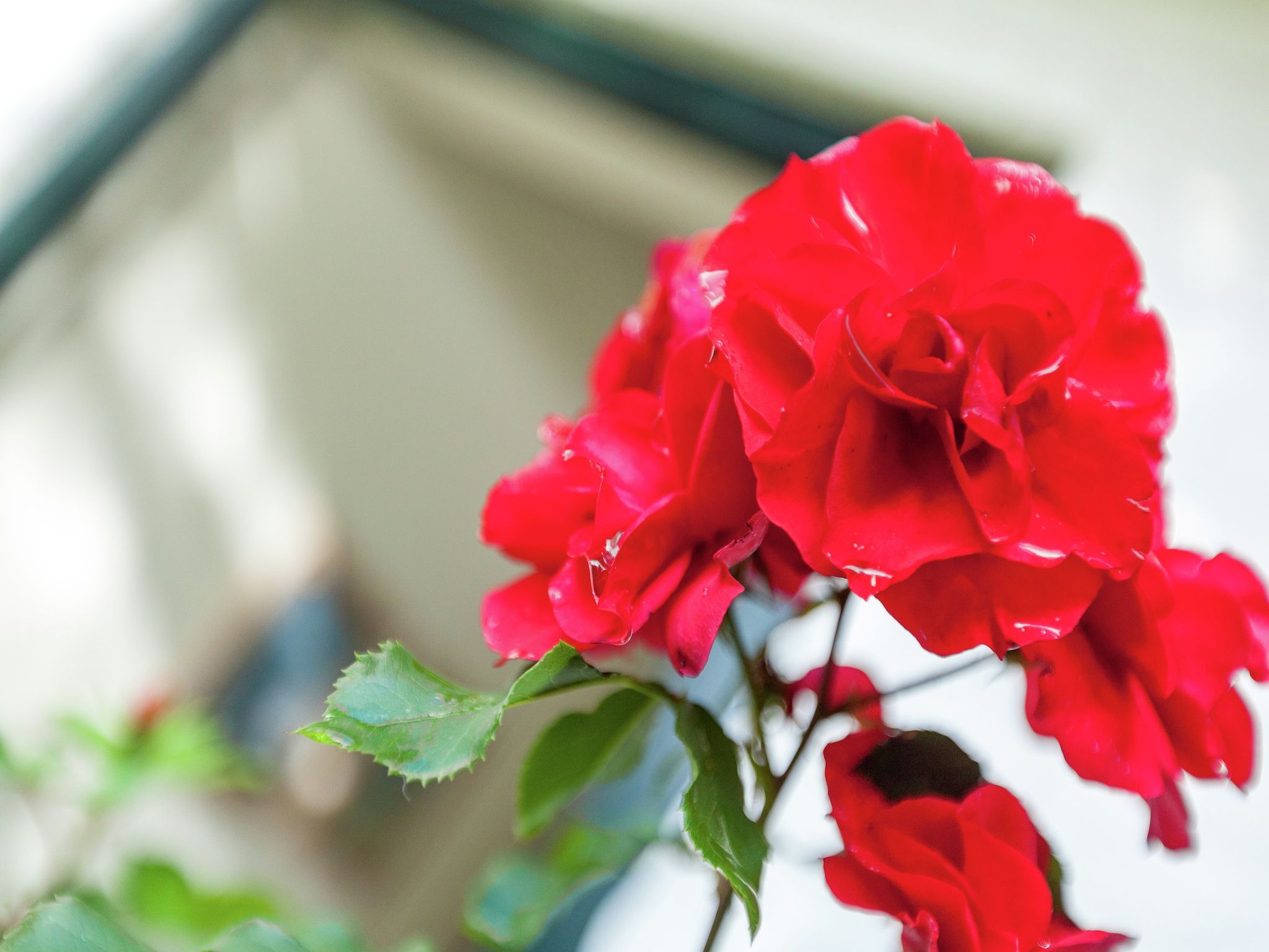 Sfeerbeeld van Zeeroos in Koudekerke-Dishoek