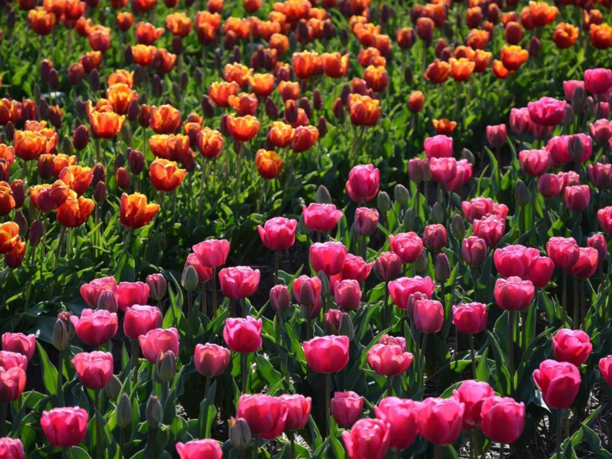 Como in Noordwijkerhout - Foto 36 van 40