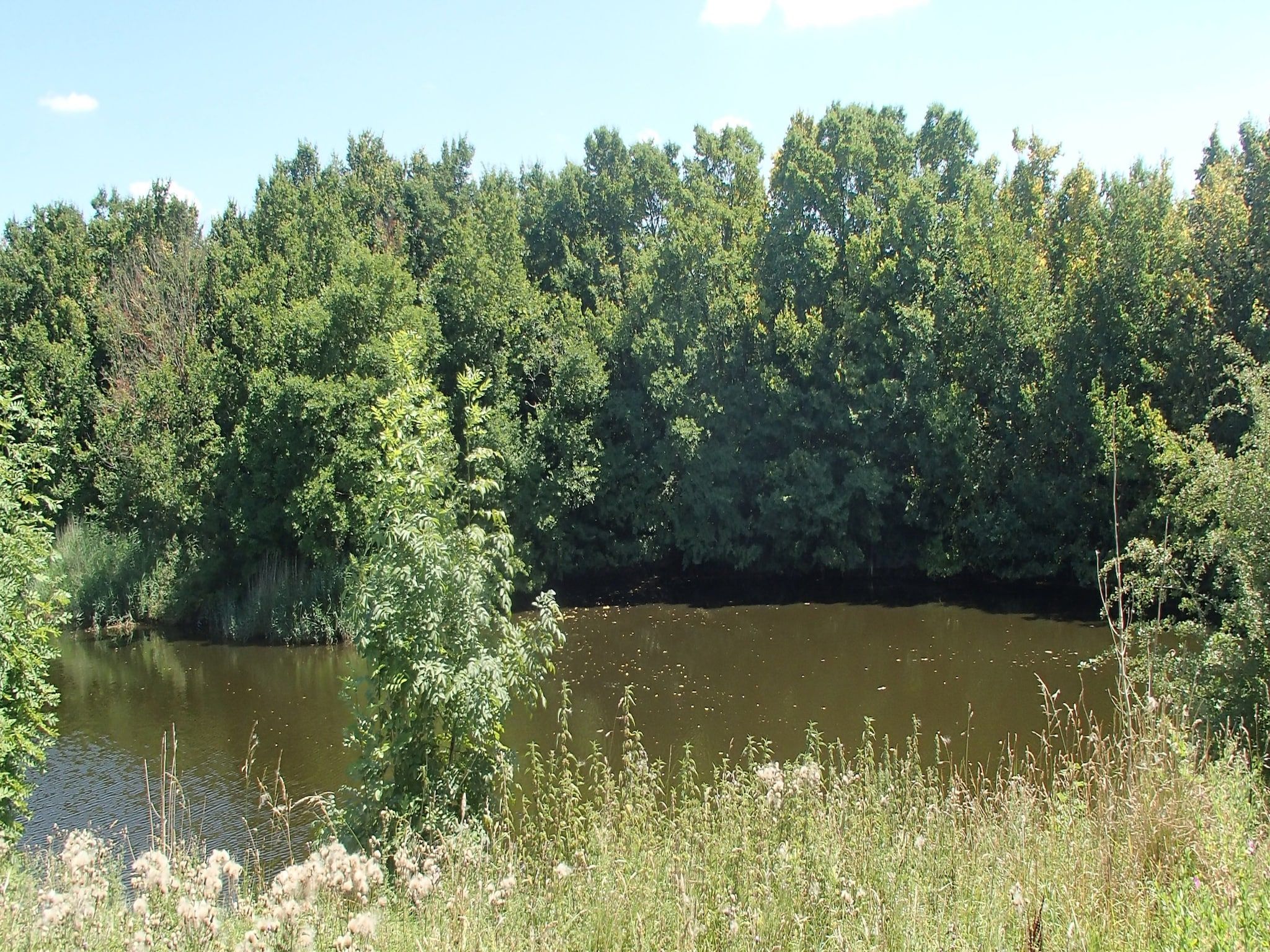 De omgeving van Ritthemse Pracht in Vlissingen-Ritthem