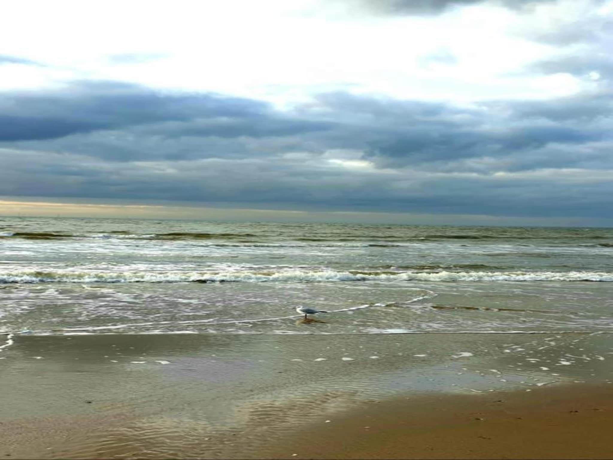 Helmgras II in Egmond aan zee - Foto 23 van 40