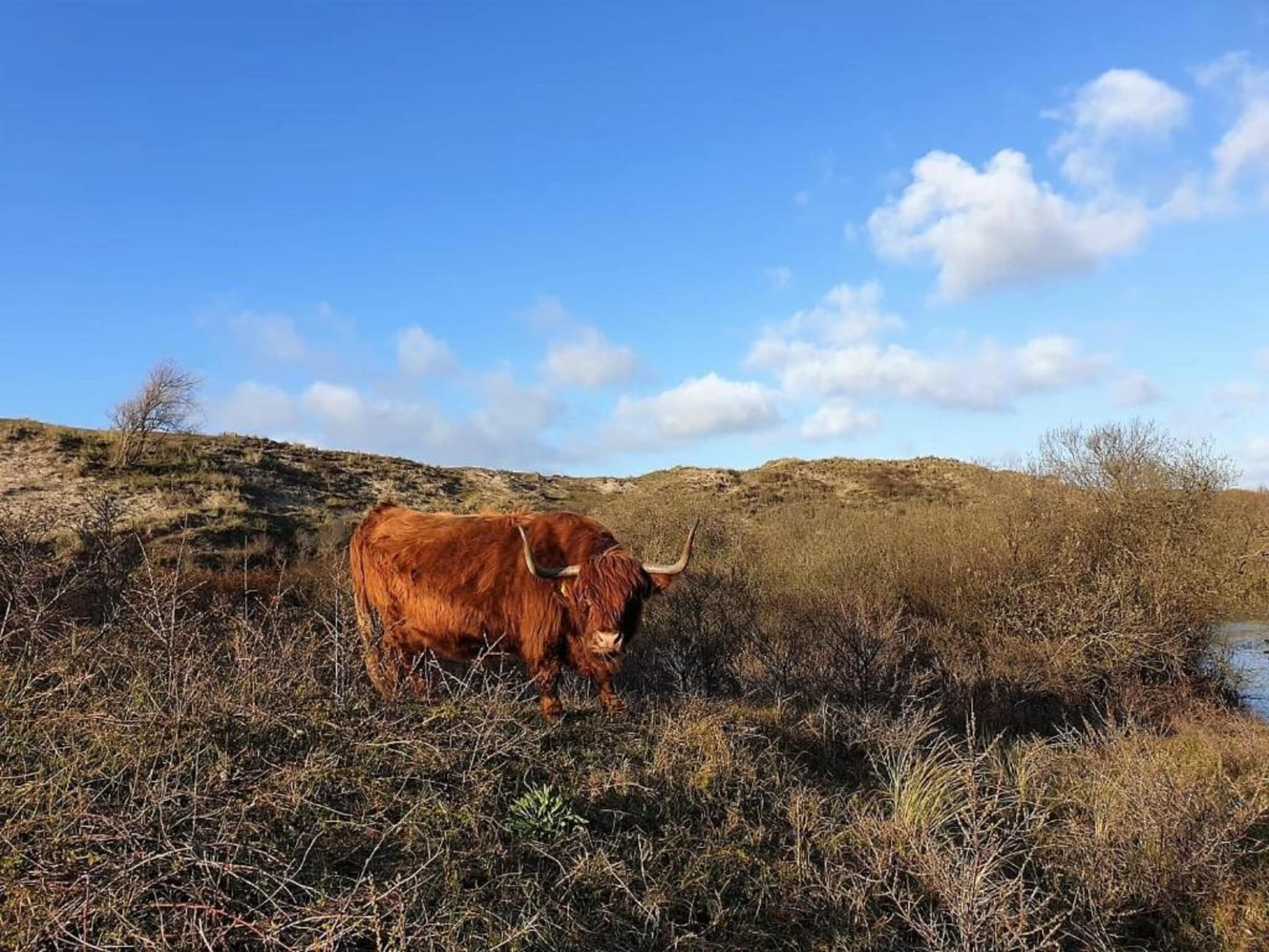 Helmgras II in Egmond aan zee - Foto 24 van 40