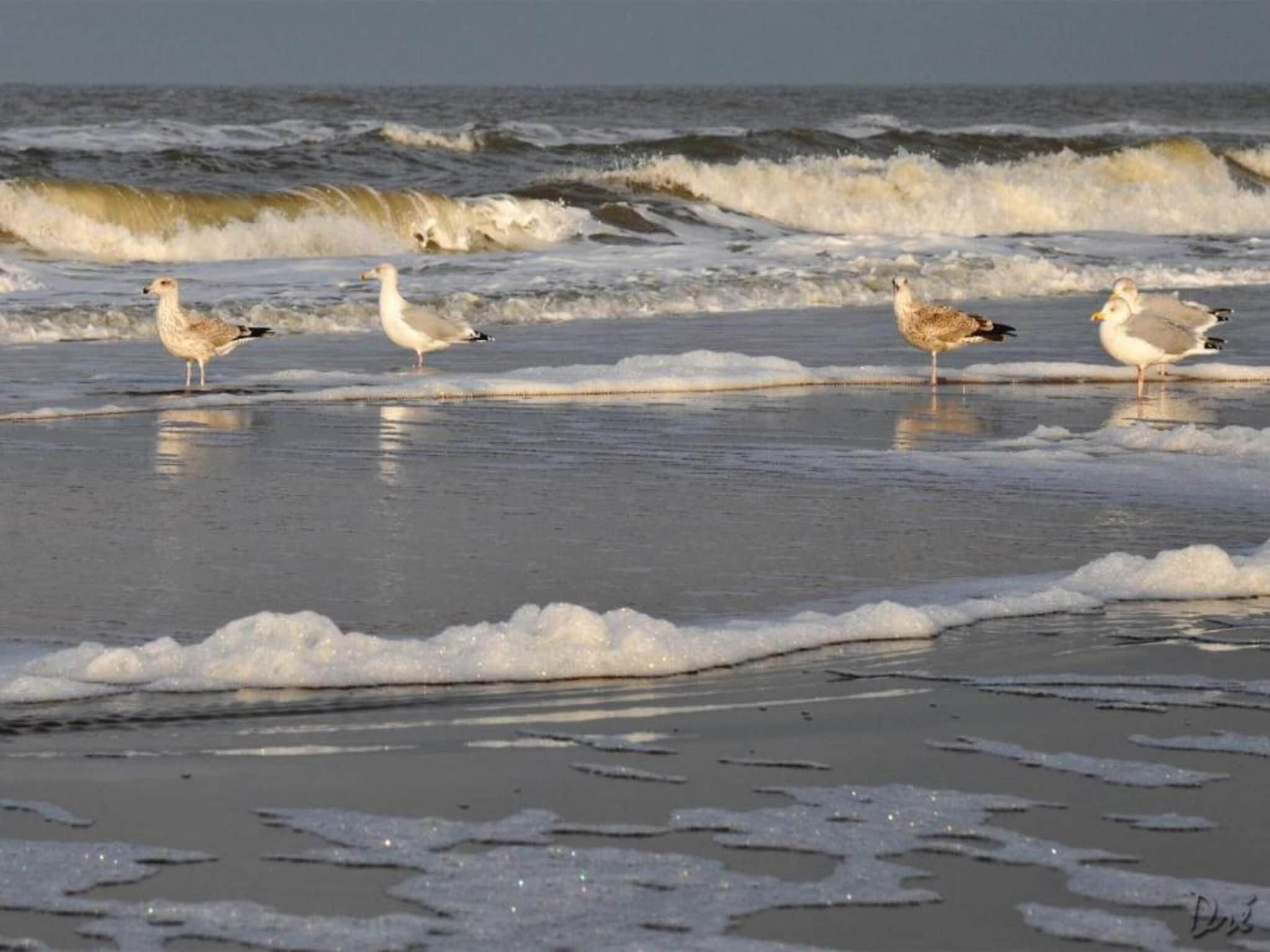 Helmgras II in Egmond aan zee - Foto 34 van 40