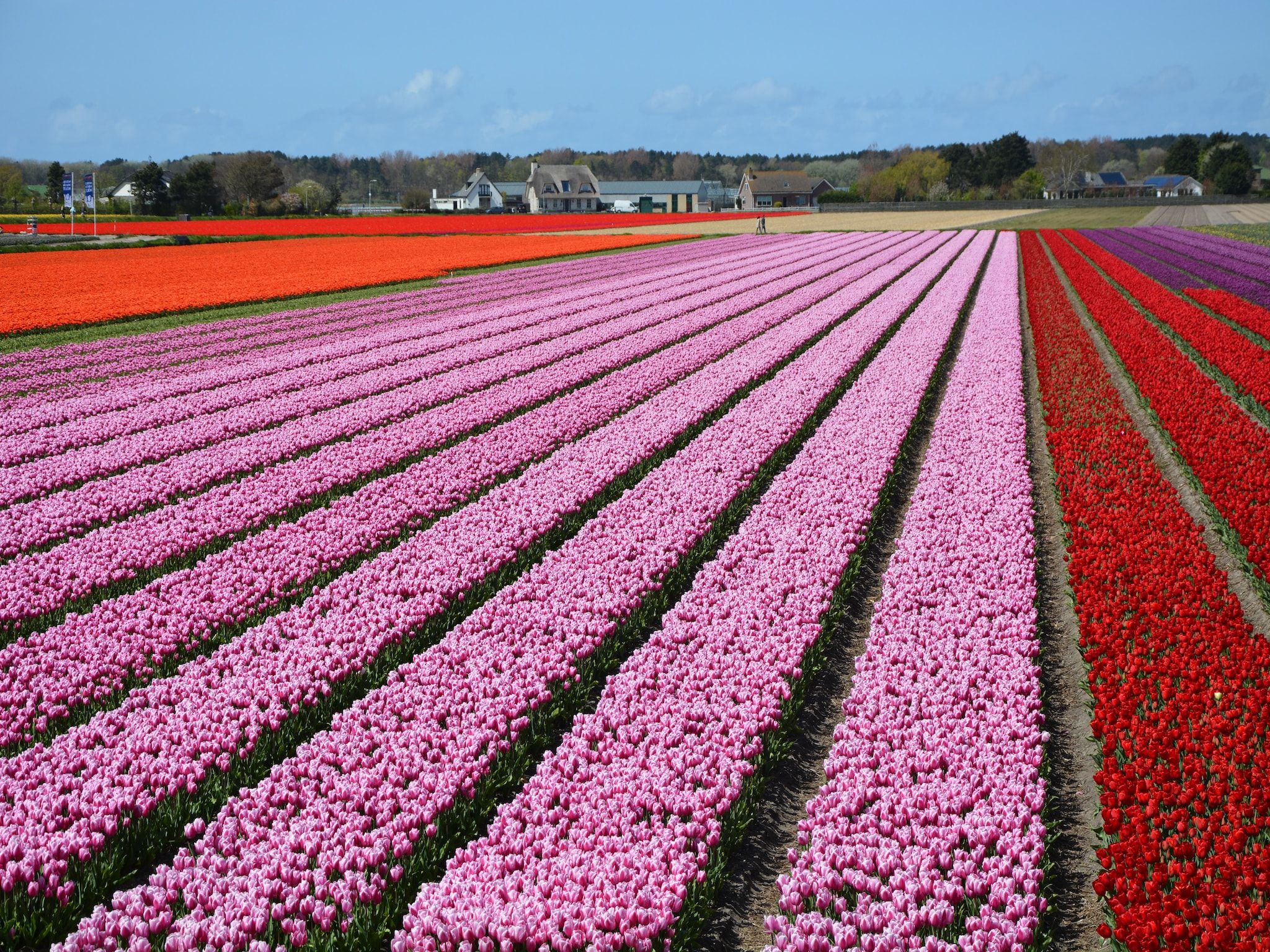 De omgeving van Cosa Nora in Noordwijkerhout