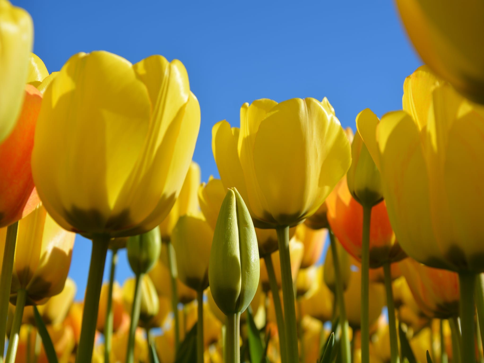 De omgeving van Cosa Nora in Noordwijkerhout