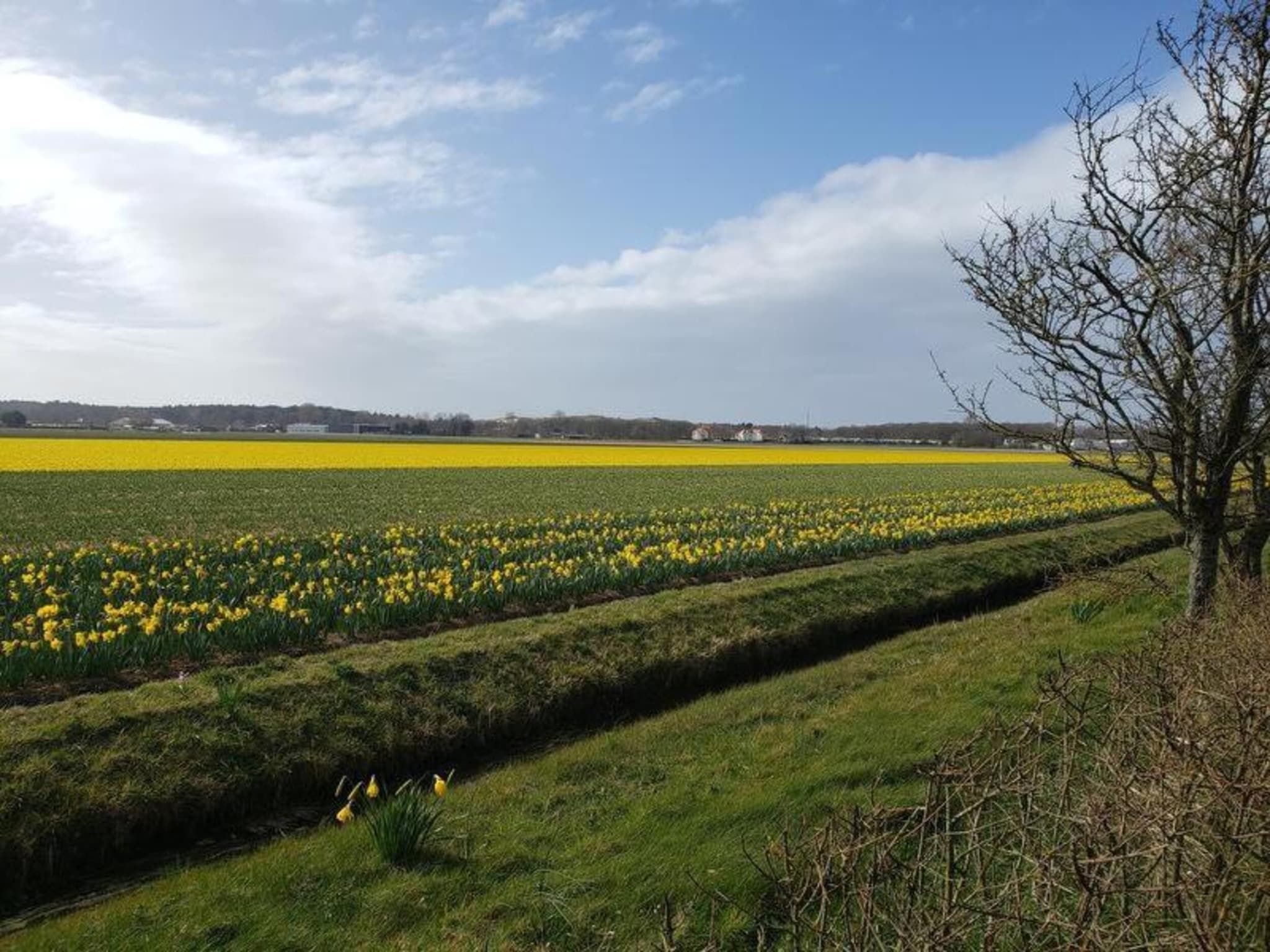 De omgeving van Cosa Nora in Noordwijkerhout