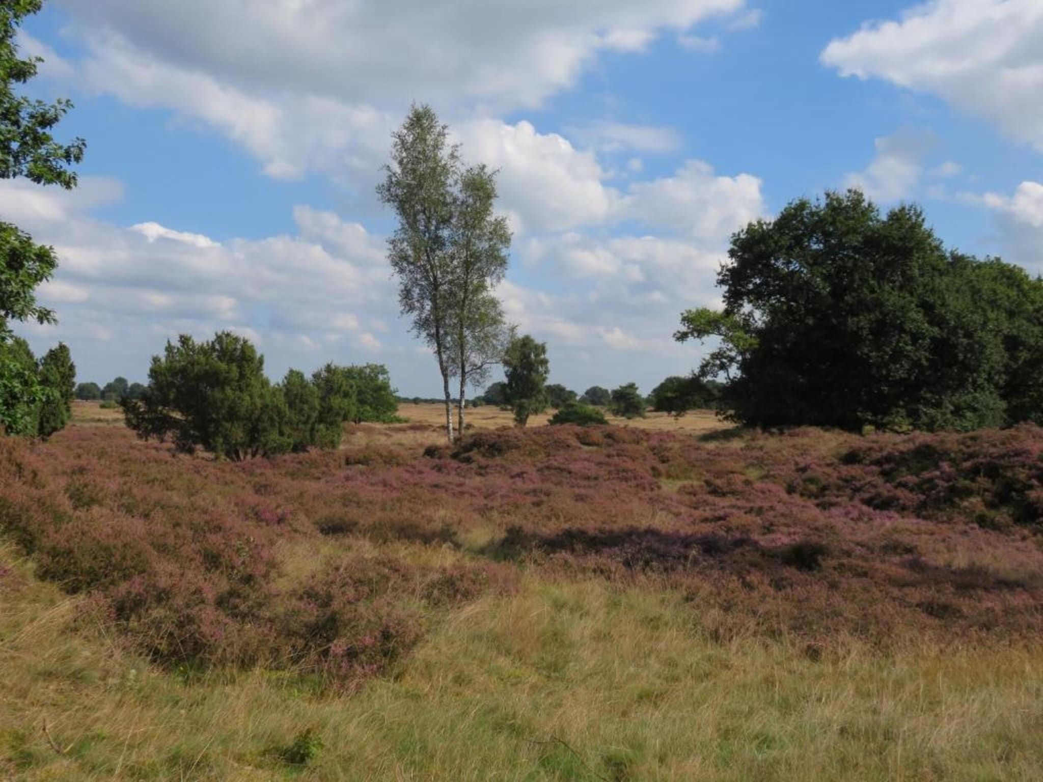 Bospark Lunsbergen 2 in Borger - Foto 35 van 40