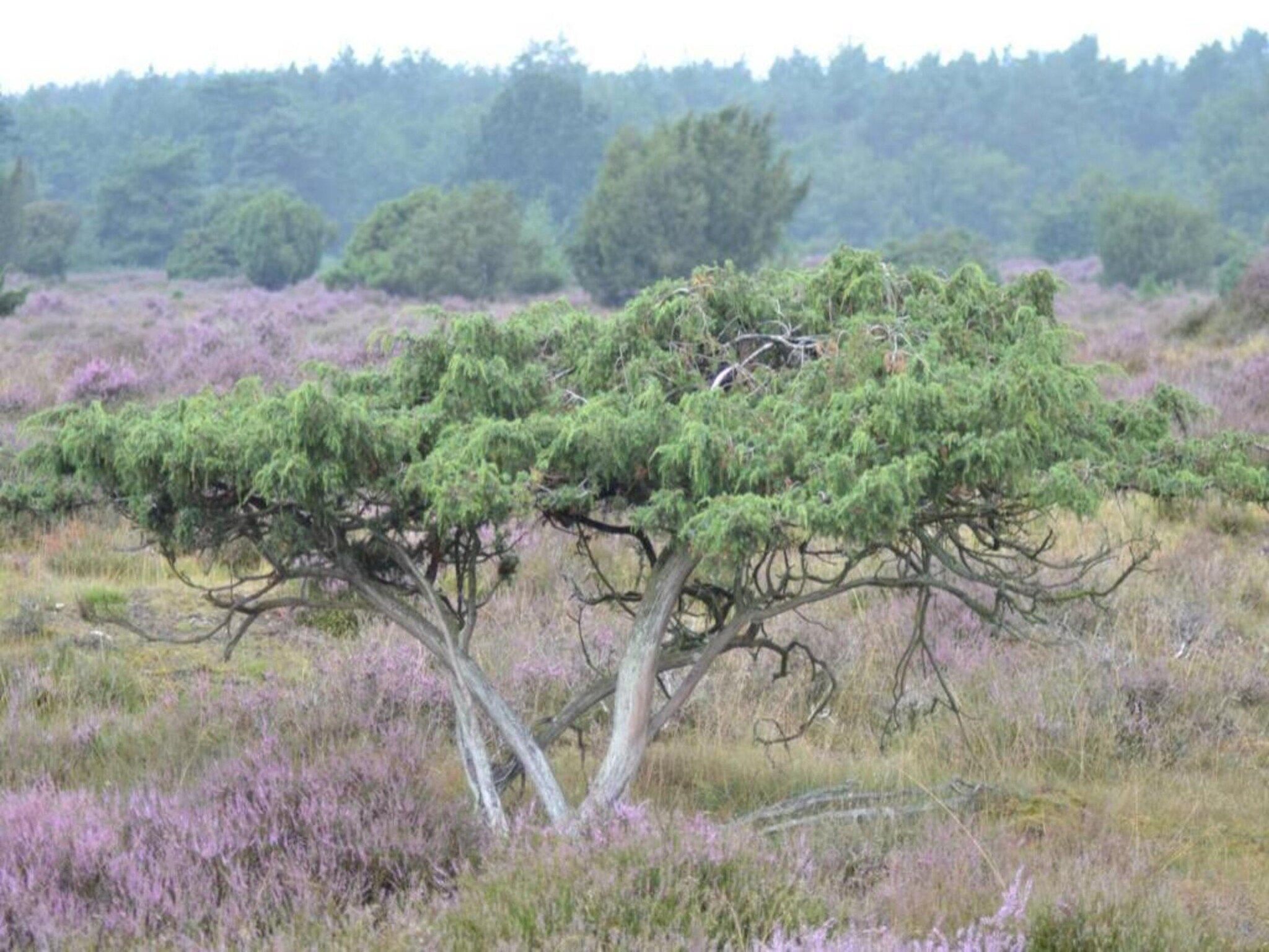 Bospark Lunsbergen 2 in Borger - Foto 32 van 40