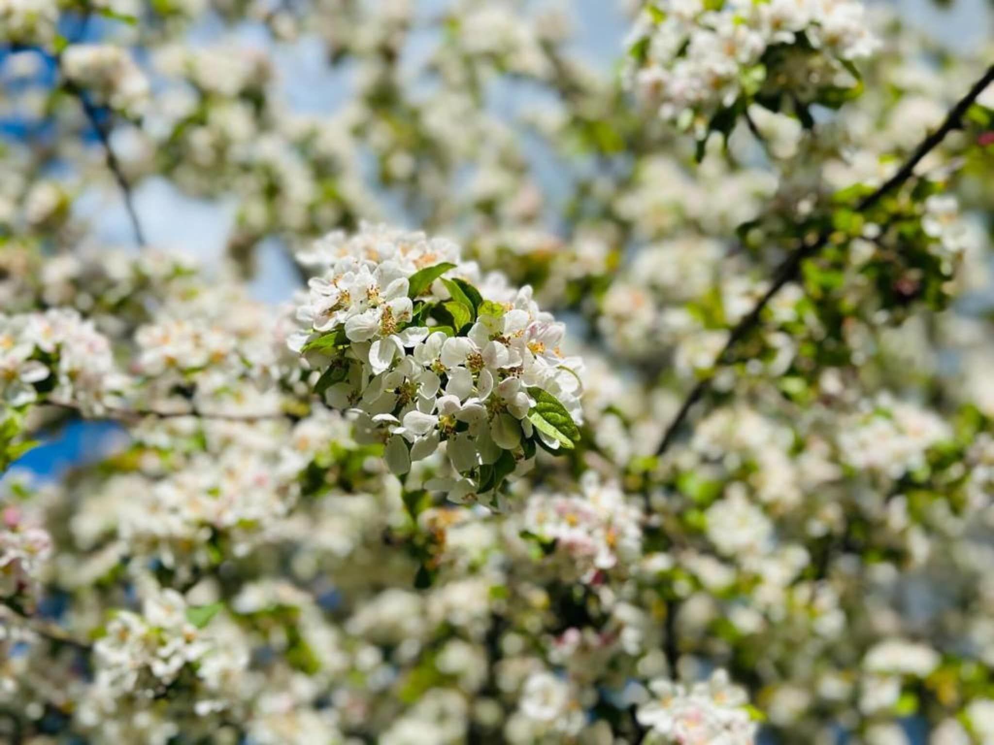 Dekenkist in Geesteren - Foto 29 van 35