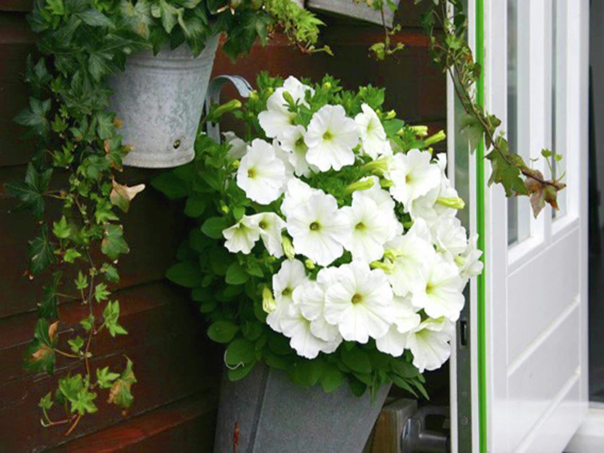 Egmonds Duintje in Egmond aan zee - Foto 40 van 40