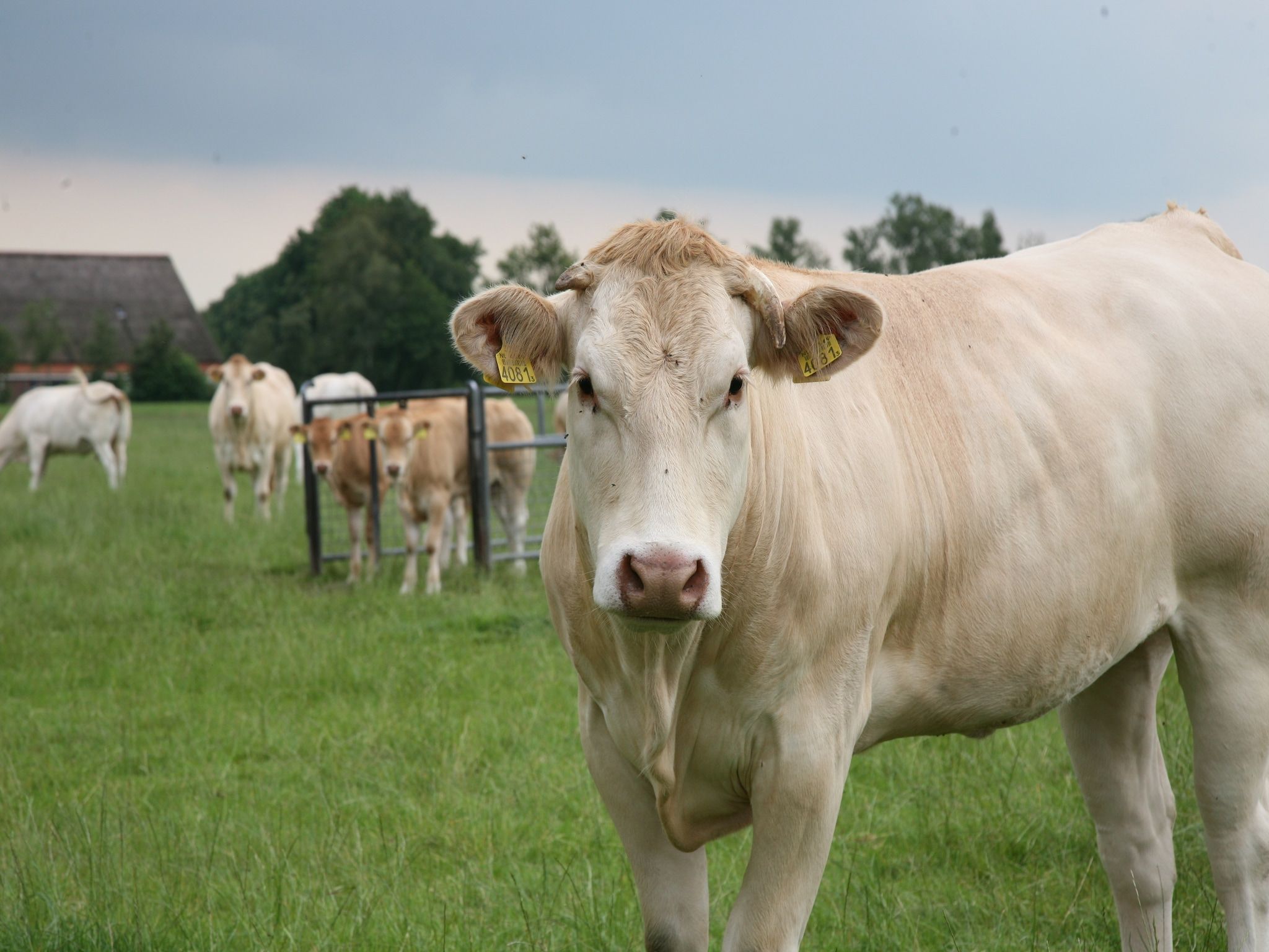 De omgeving van Marke van Ruinen 6 in Ruinen