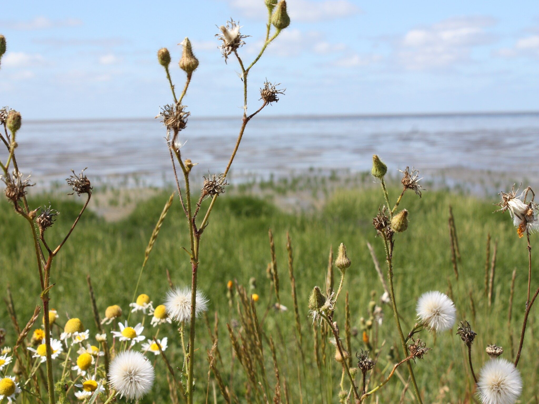 De omgeving van Zeedijk I in Tzummarum