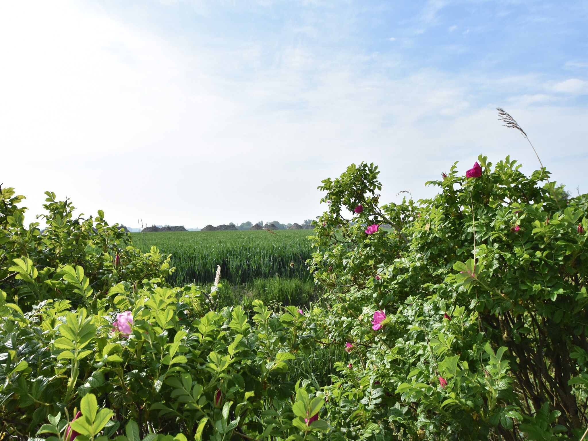 Het uitzicht vanaf Zeedijk III in Tzummarum