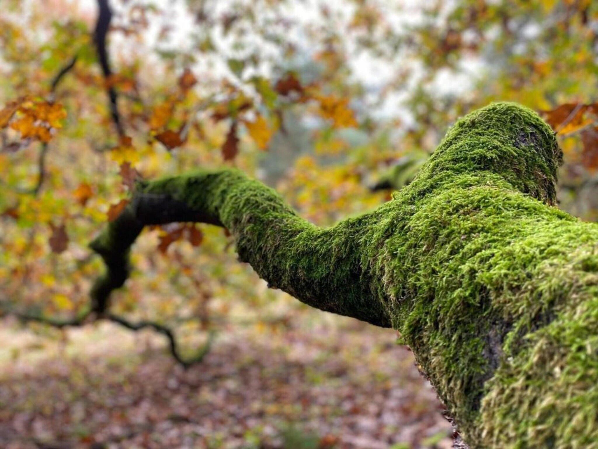 Dorpswoning De Plek in Leende - Foto 35 van 40