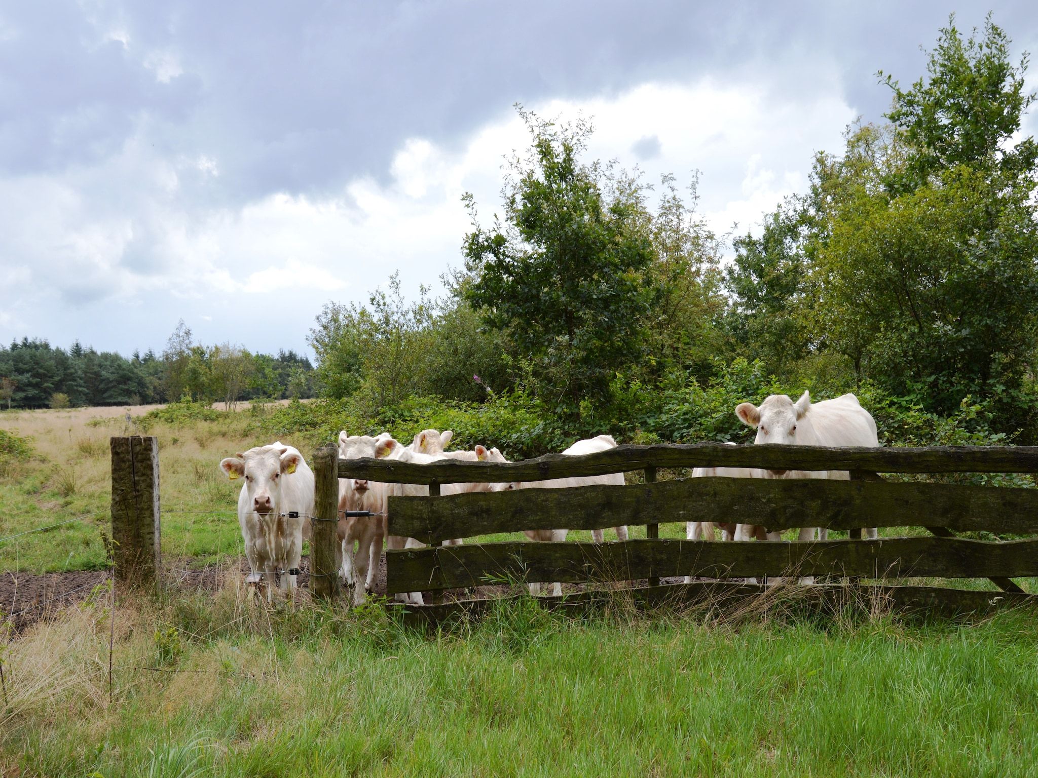 De omgeving van Wapse in Wapse