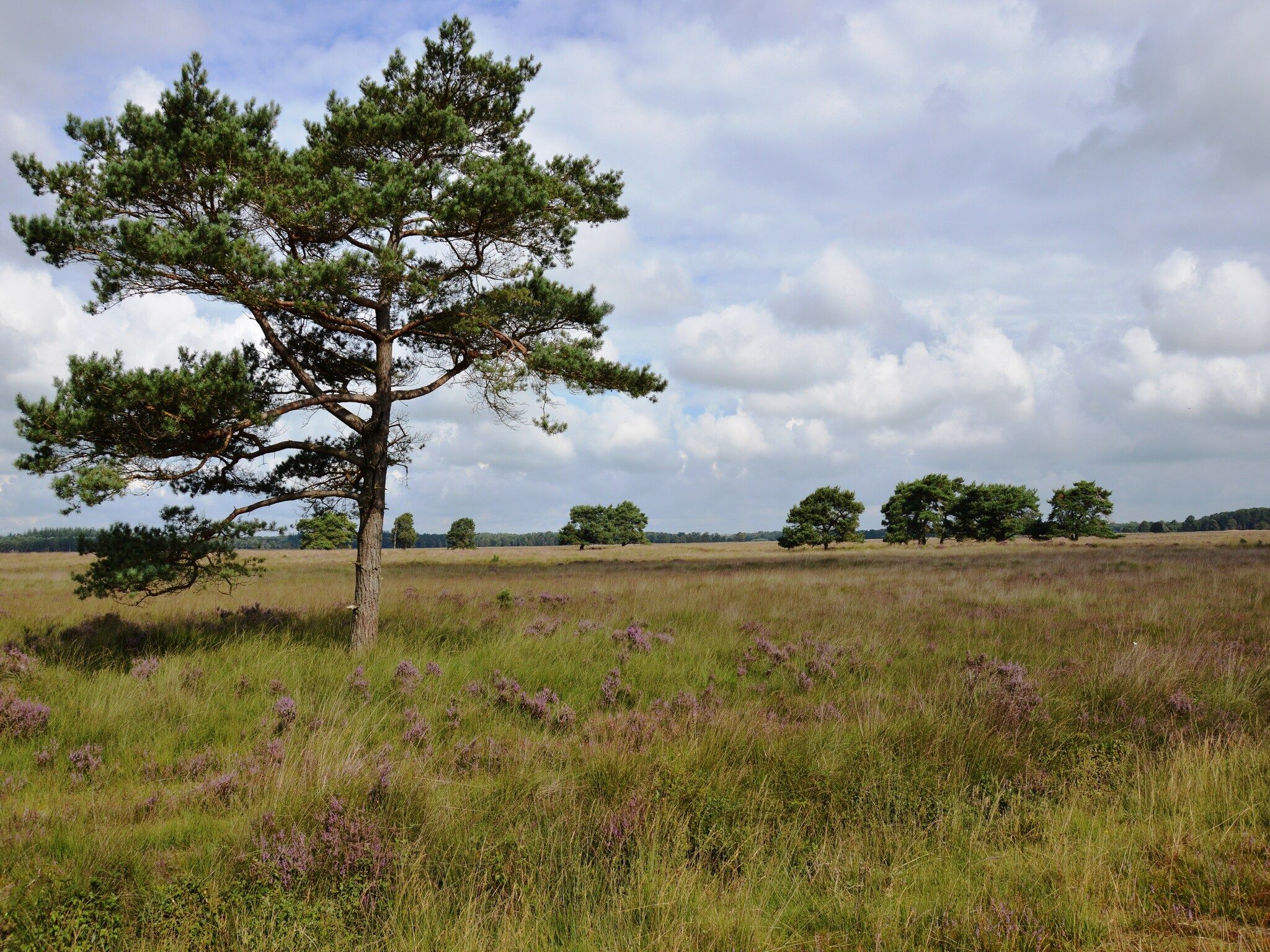 Wapse in Wapse - Foto 35 van 35