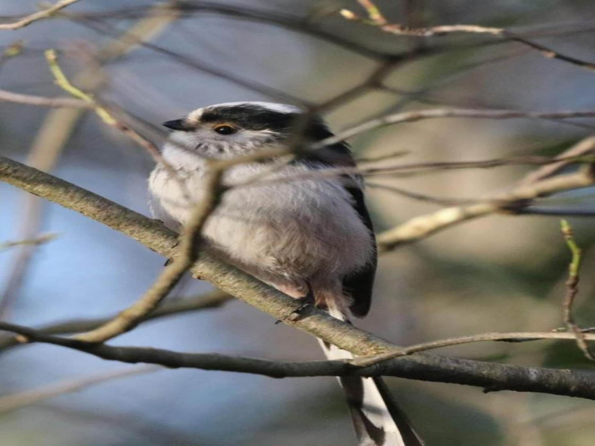 De ouwe diepvries in Haaksbergen - Foto 36 van 40
