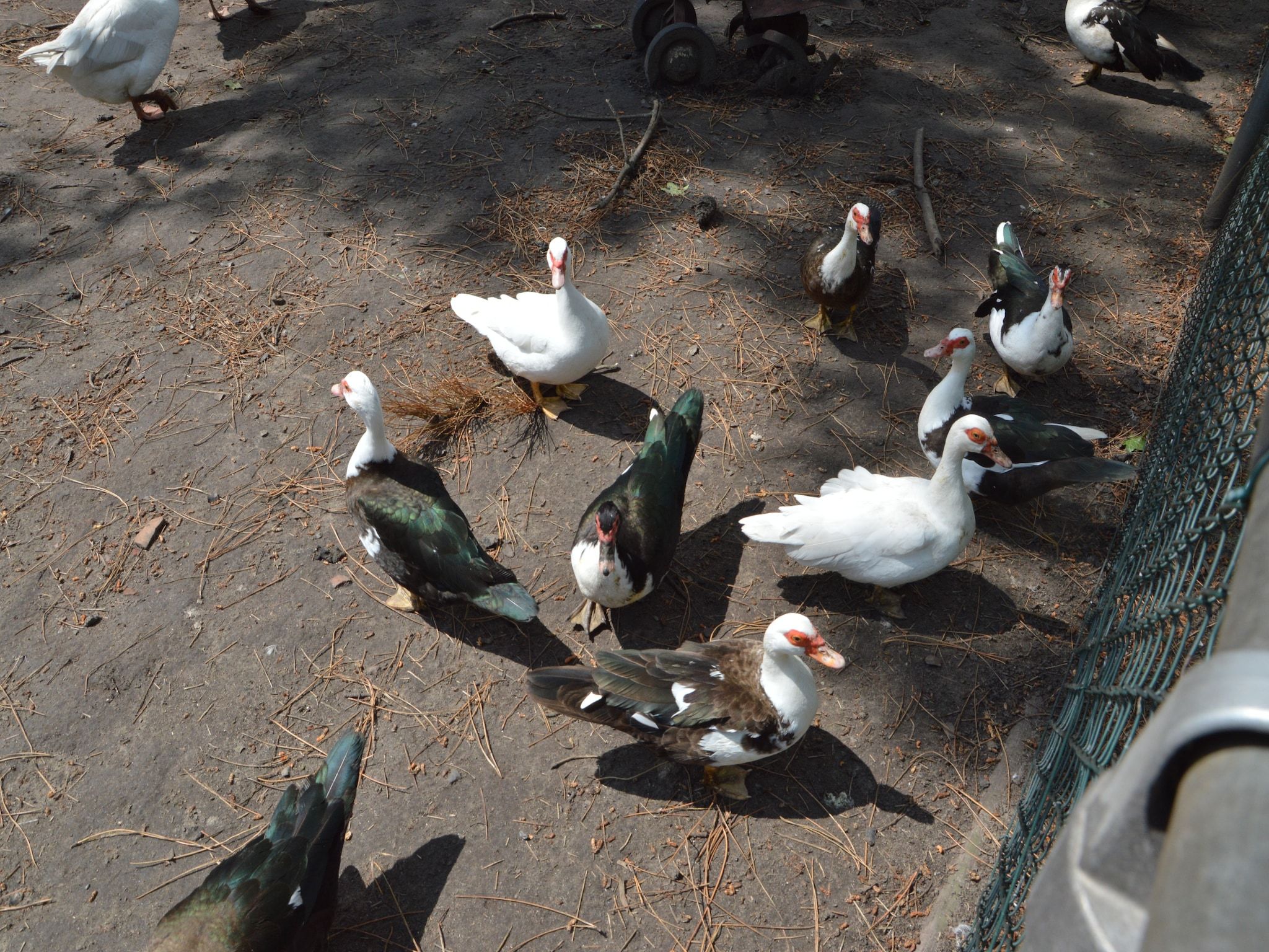 De tuin van Pipowagen de Weideblick in Bergen op Zoom