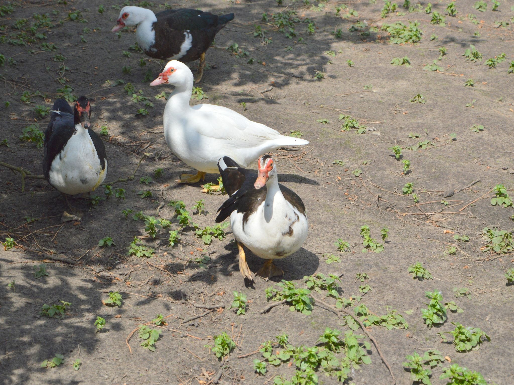 De tuin van Pipowagen de Weideblick in Bergen op Zoom