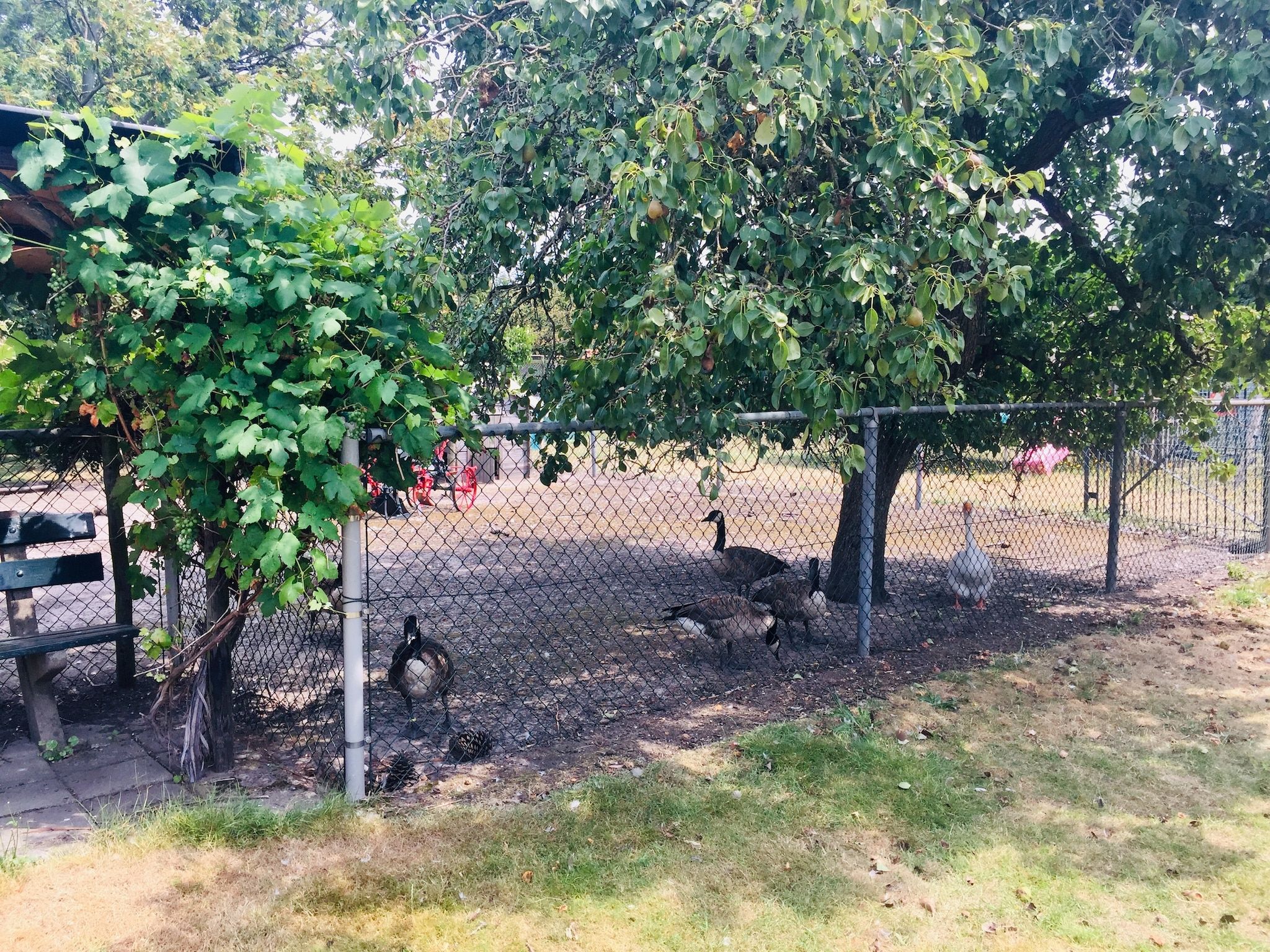 De tuin van Pipowagen de Weideblick in Bergen op Zoom