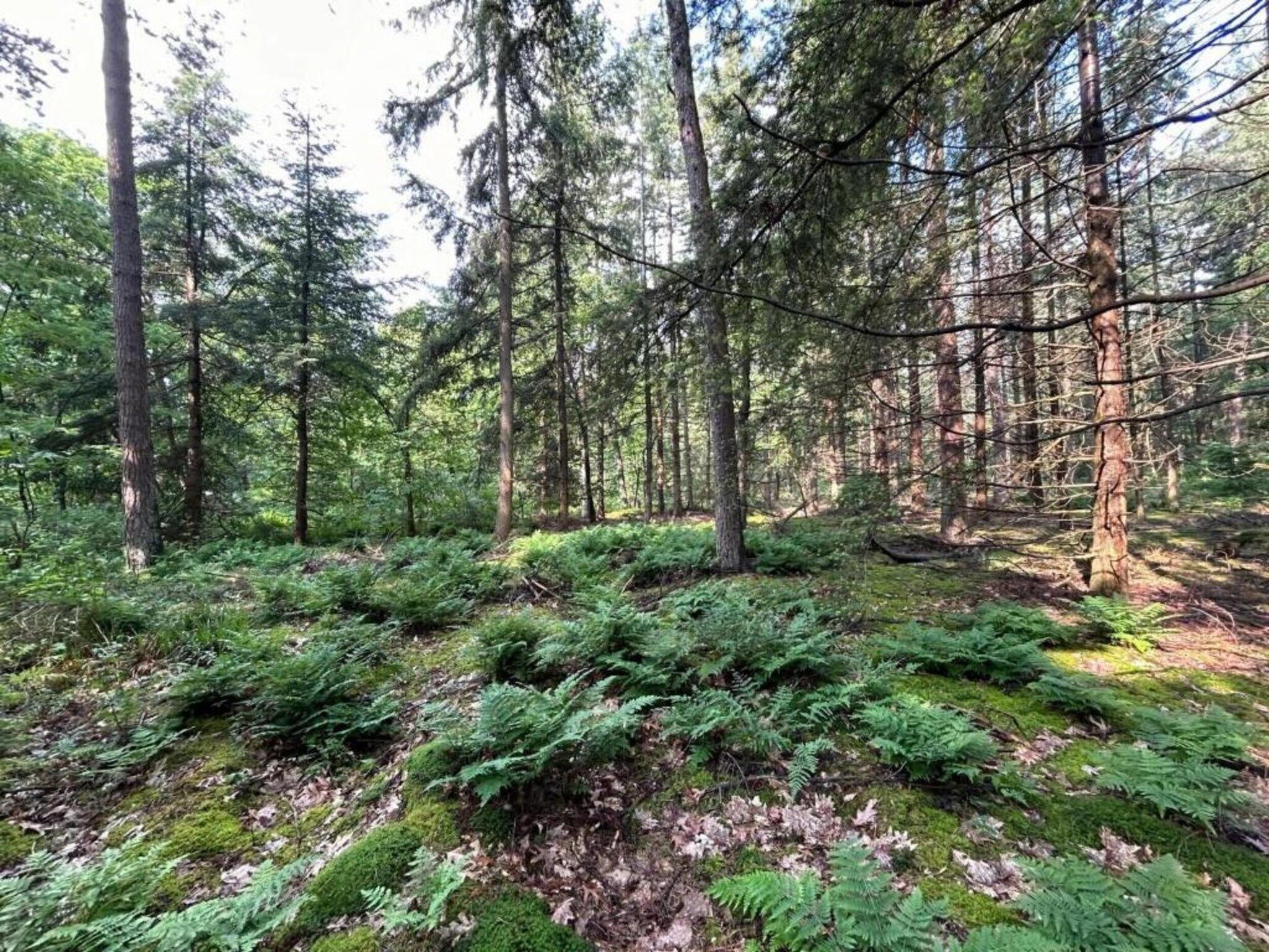 Het Kruisselt in Zelhem - Foto 32 van 36