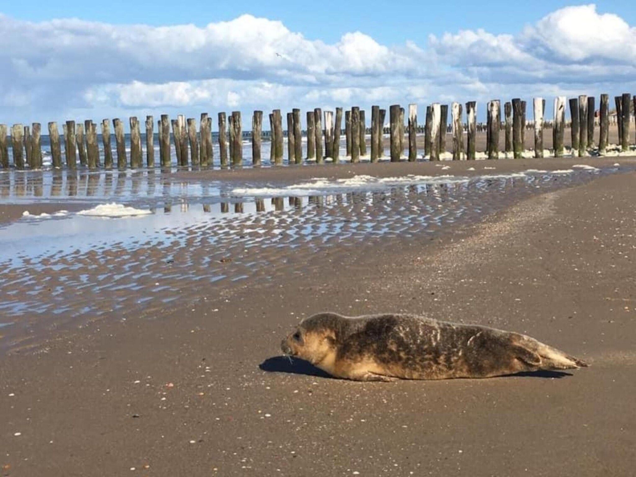 Résidence Wijngaerde 9 in Domburg - Foto 12 van 40