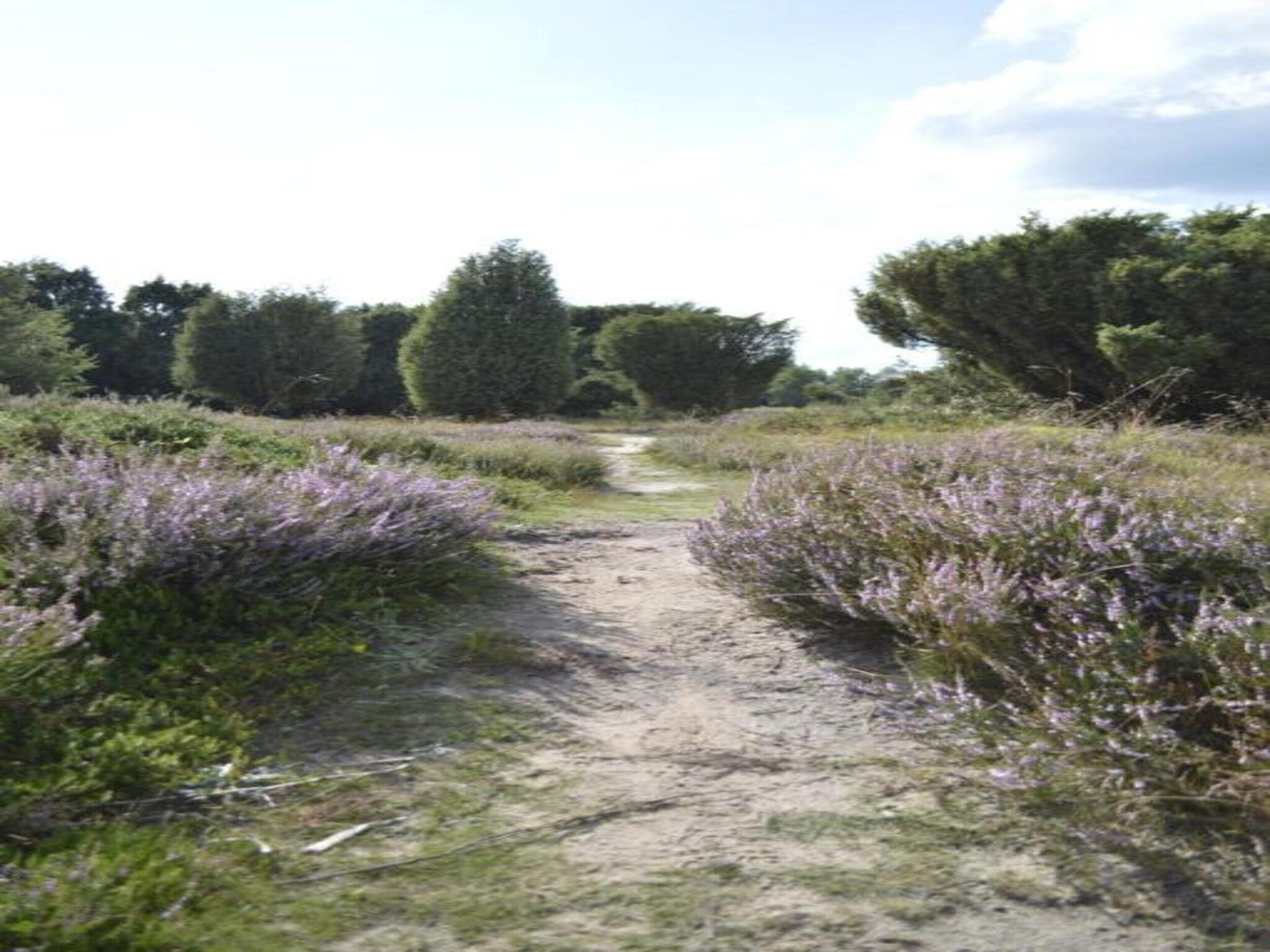 De Drentsche Patrijs in Mantinge - Foto 32 van 40