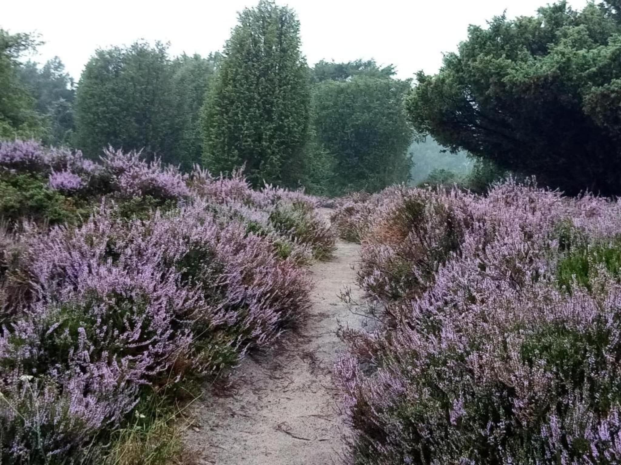 De Drentsche Patrijs in Mantinge - Foto 35 van 40