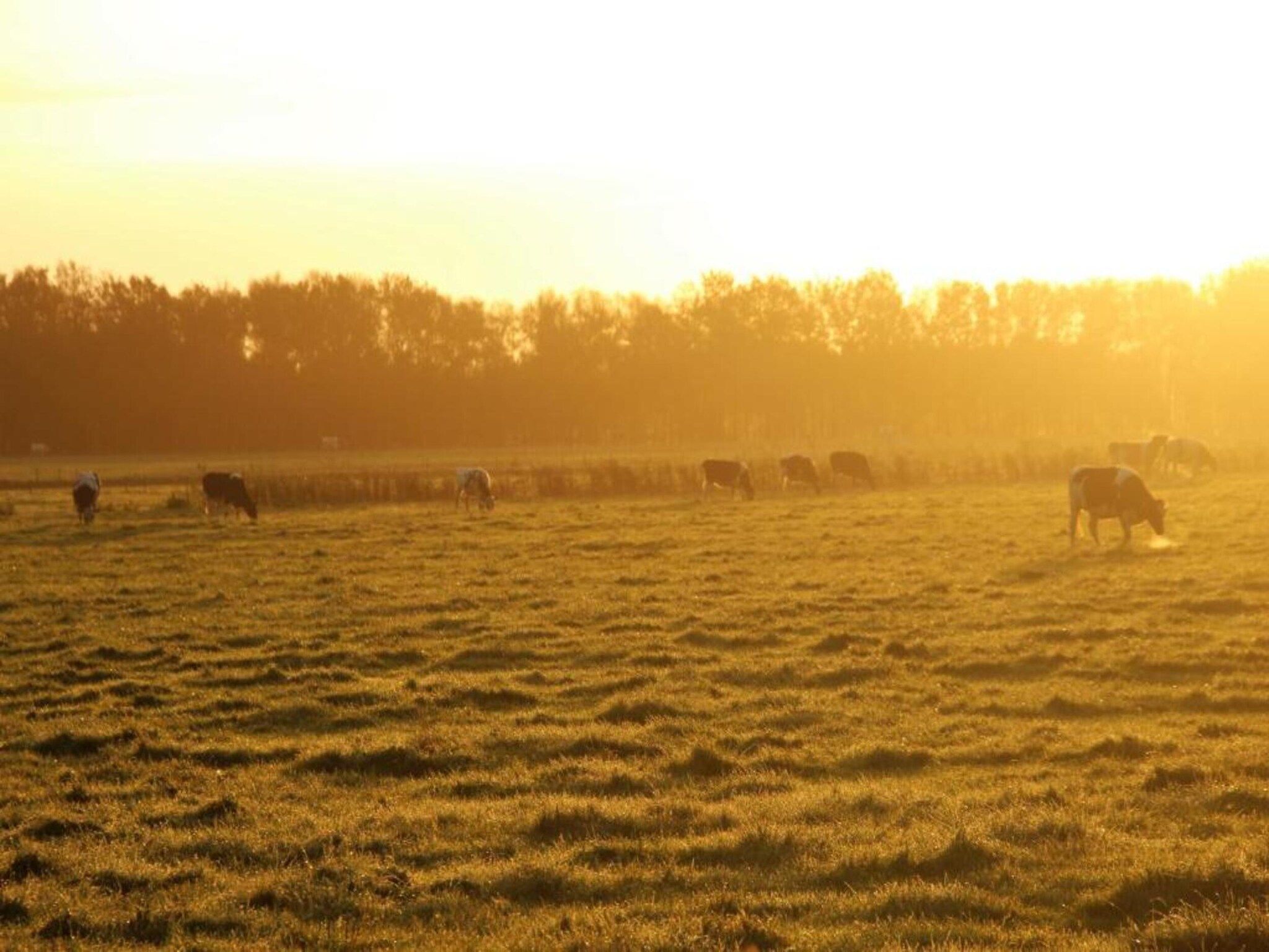 De Drentsche Patrijs in Mantinge - Foto 37 van 40